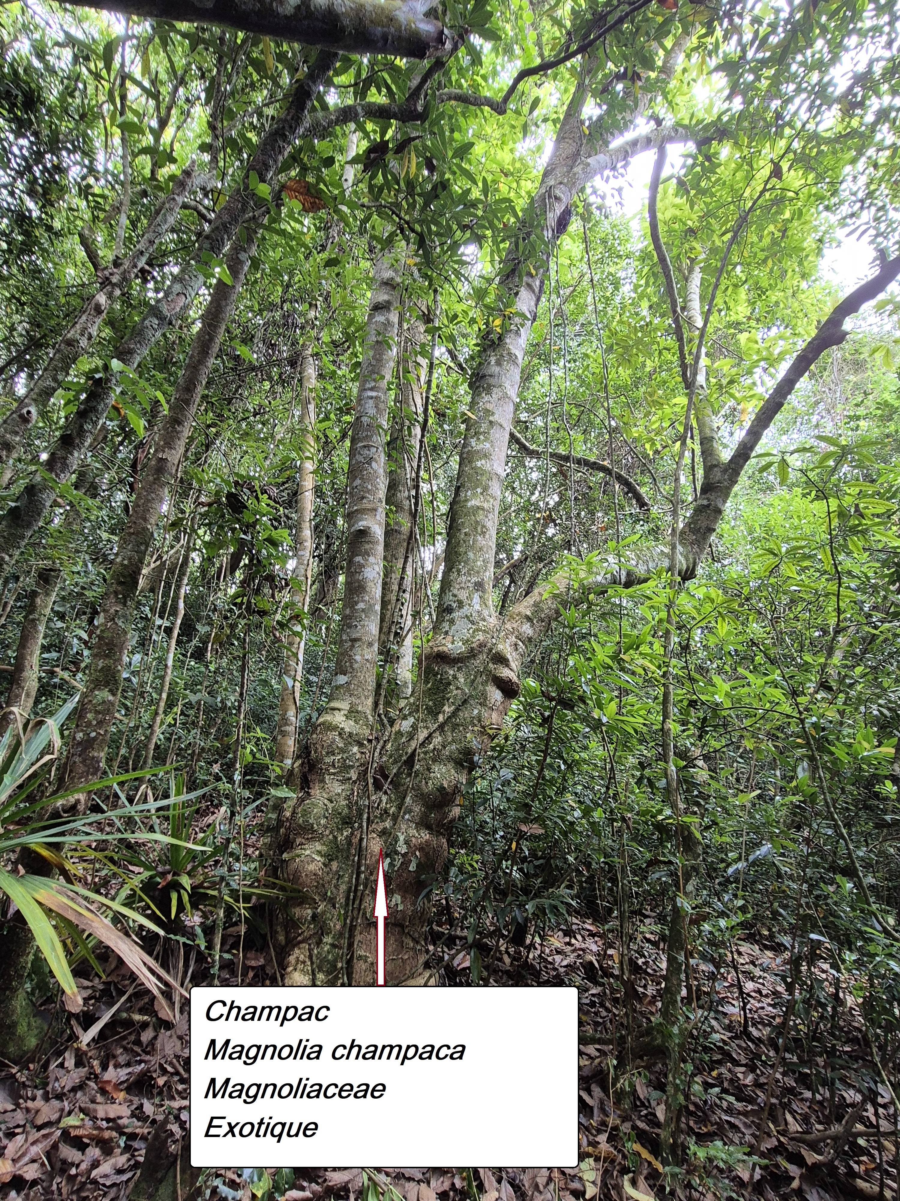 20- Vieux champac.jpg