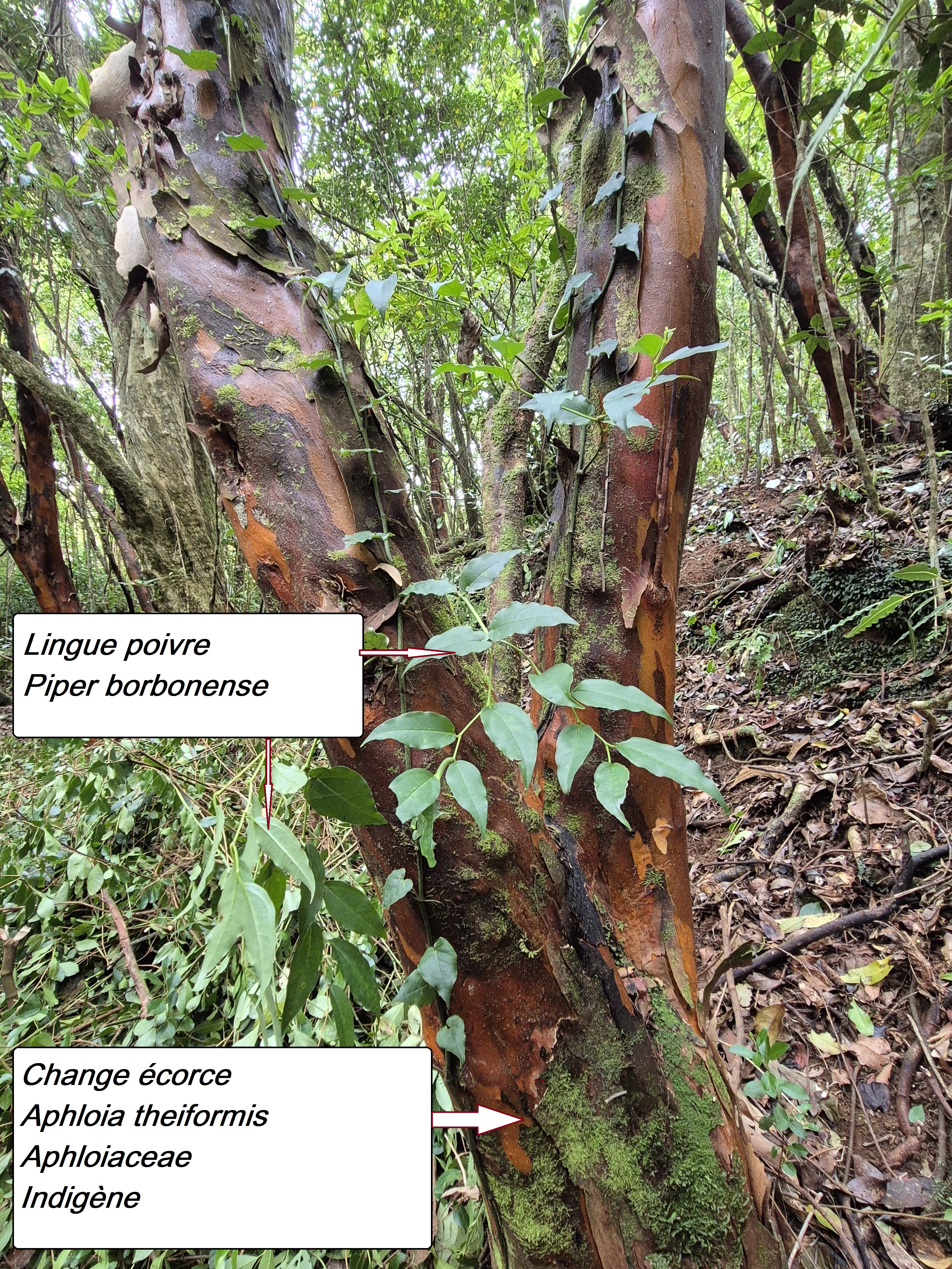 21- Change écorce.jpg