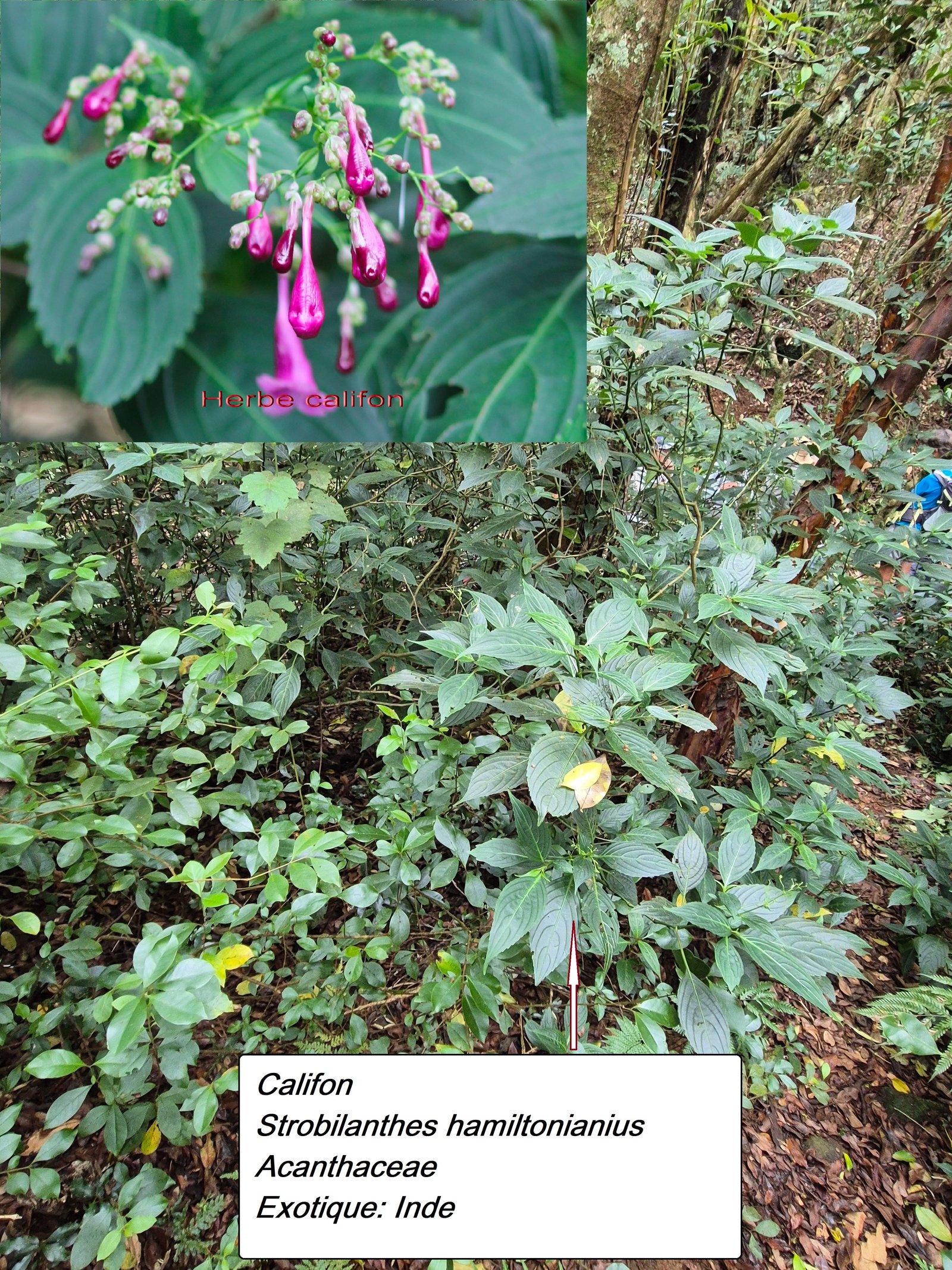 22- Herbe califon.jpg