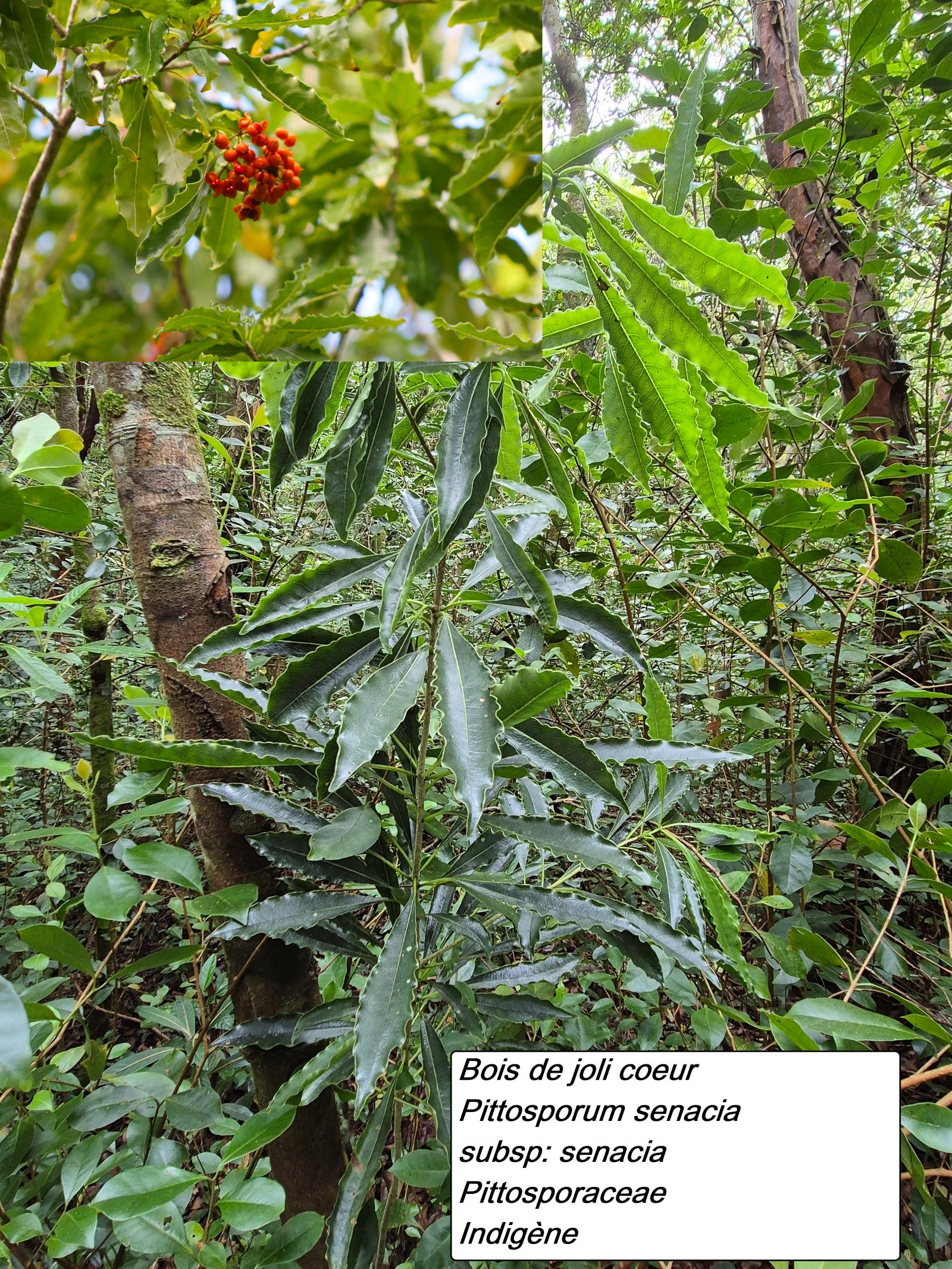 23- Bois de joli coeur.jpg