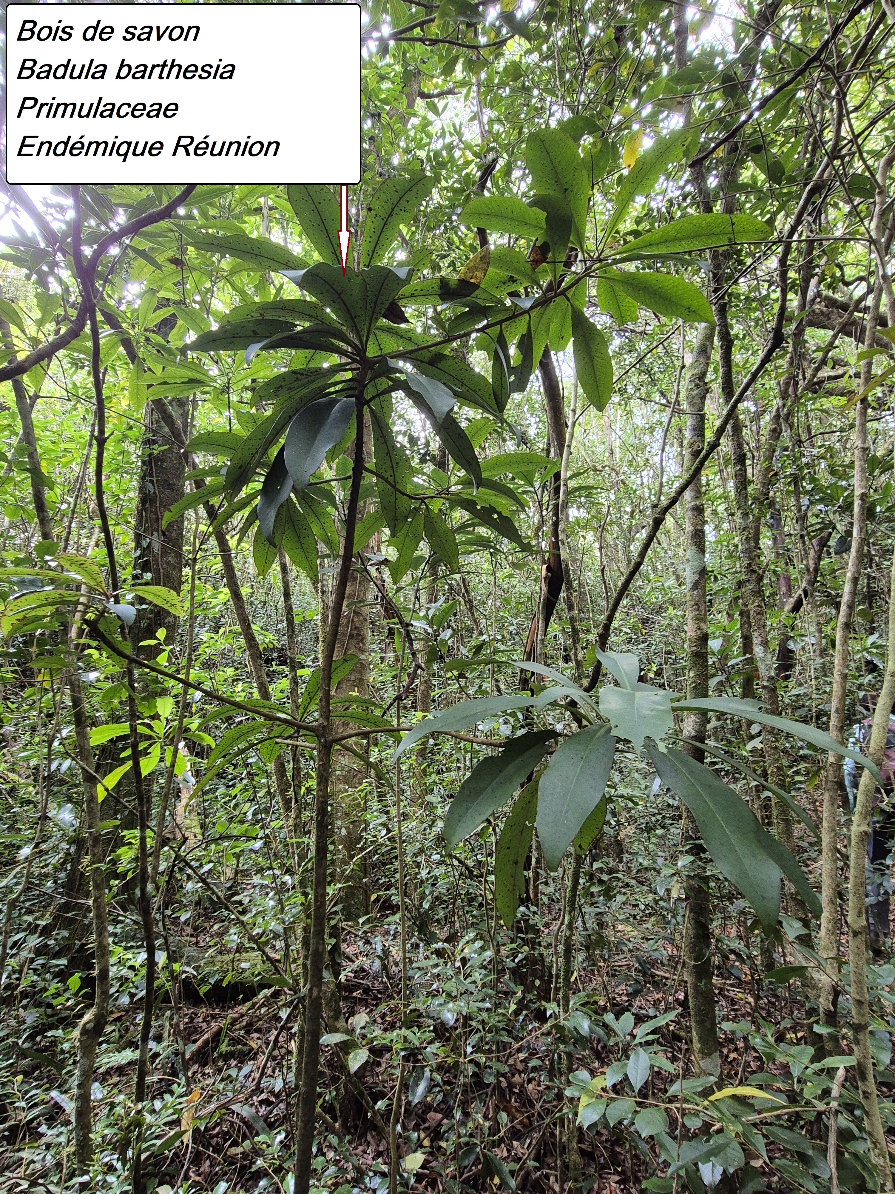 24- Bois de savon.jpg