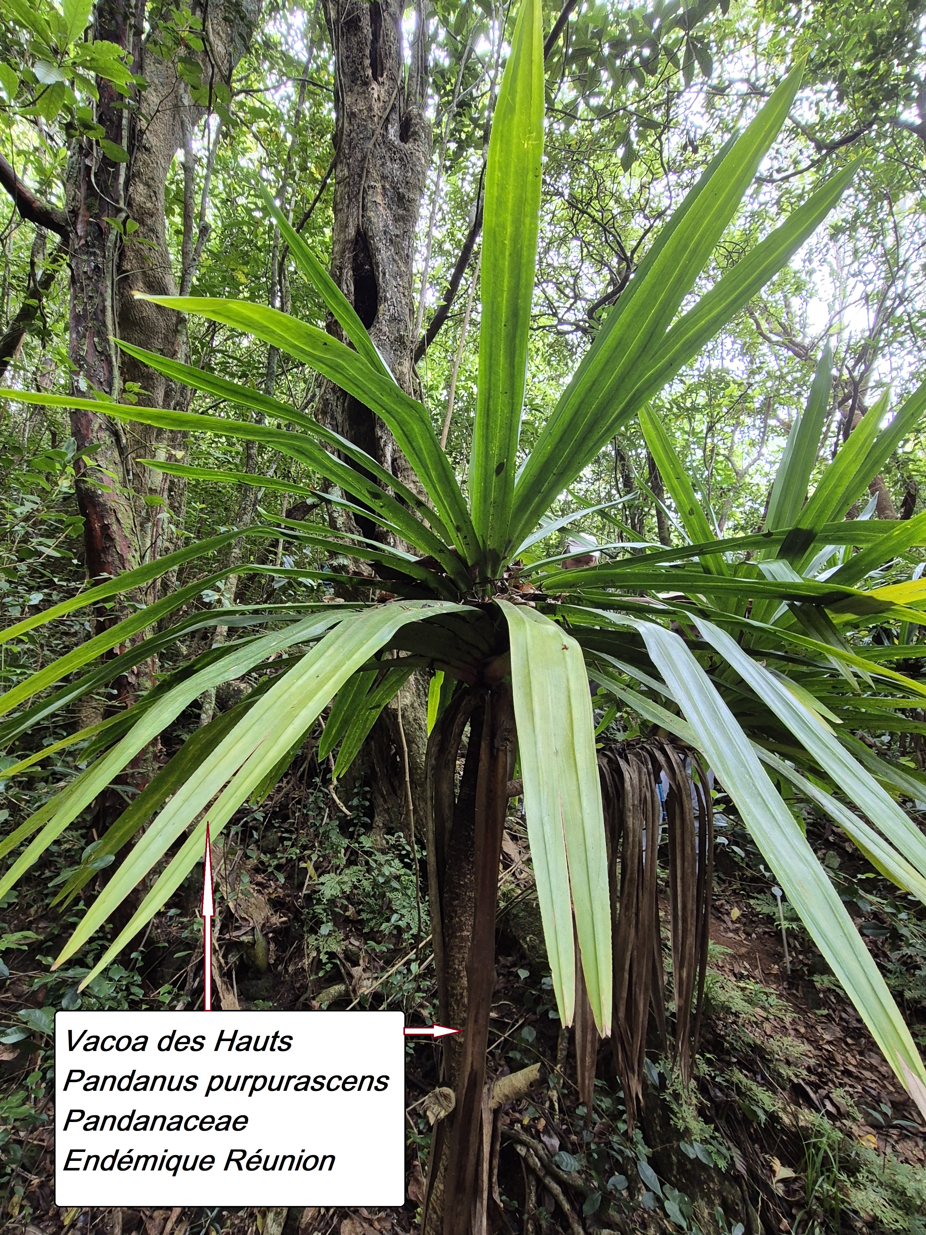 25- Vacoa rouge (1).jpg