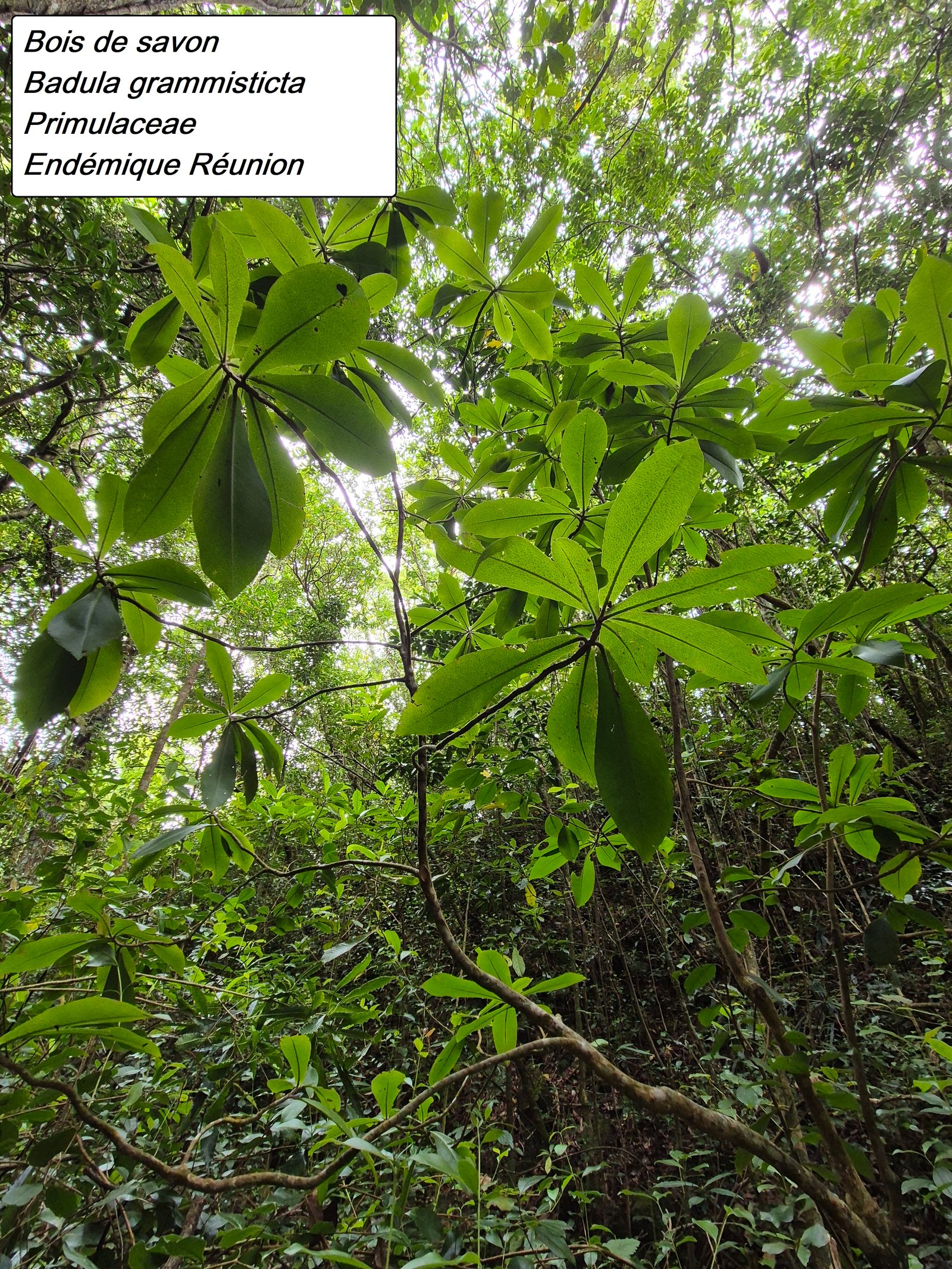 27- Bois de savon (2).jpg