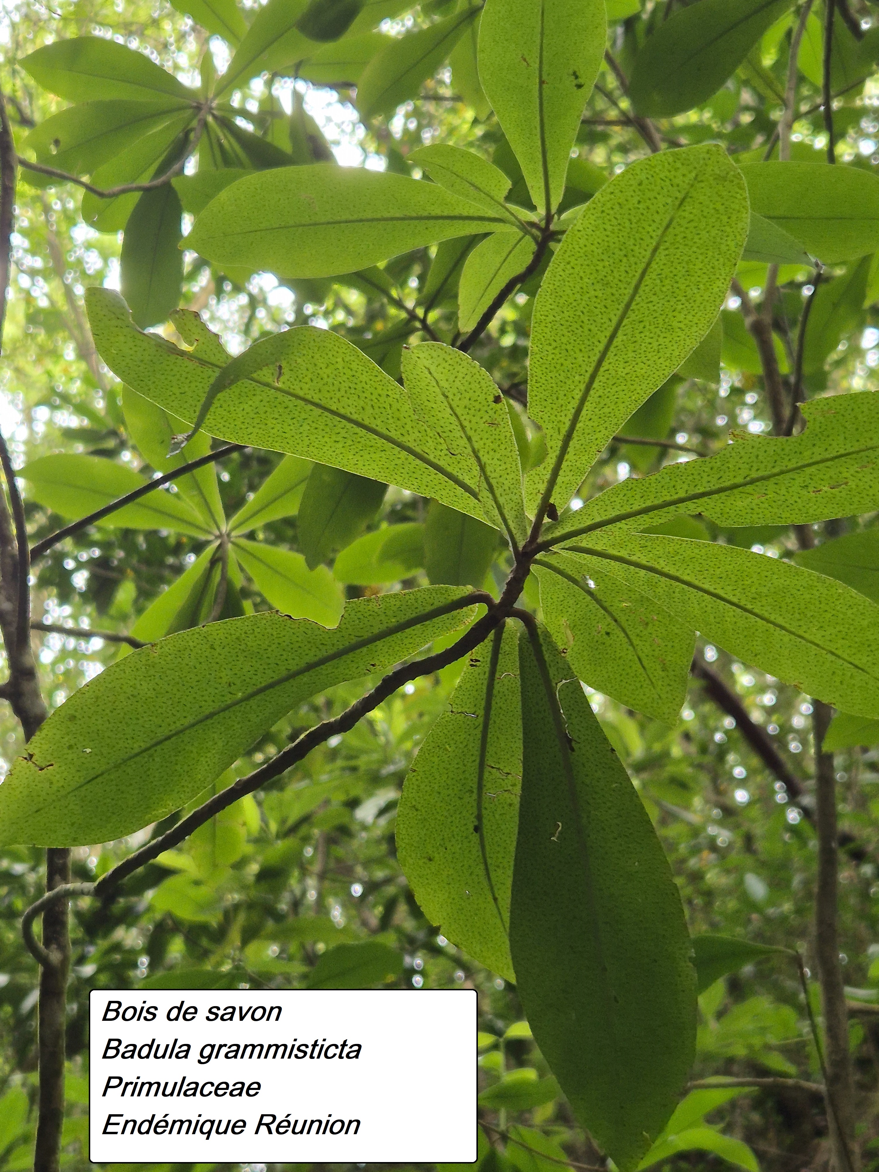 27- Bois de savon (3).jpg