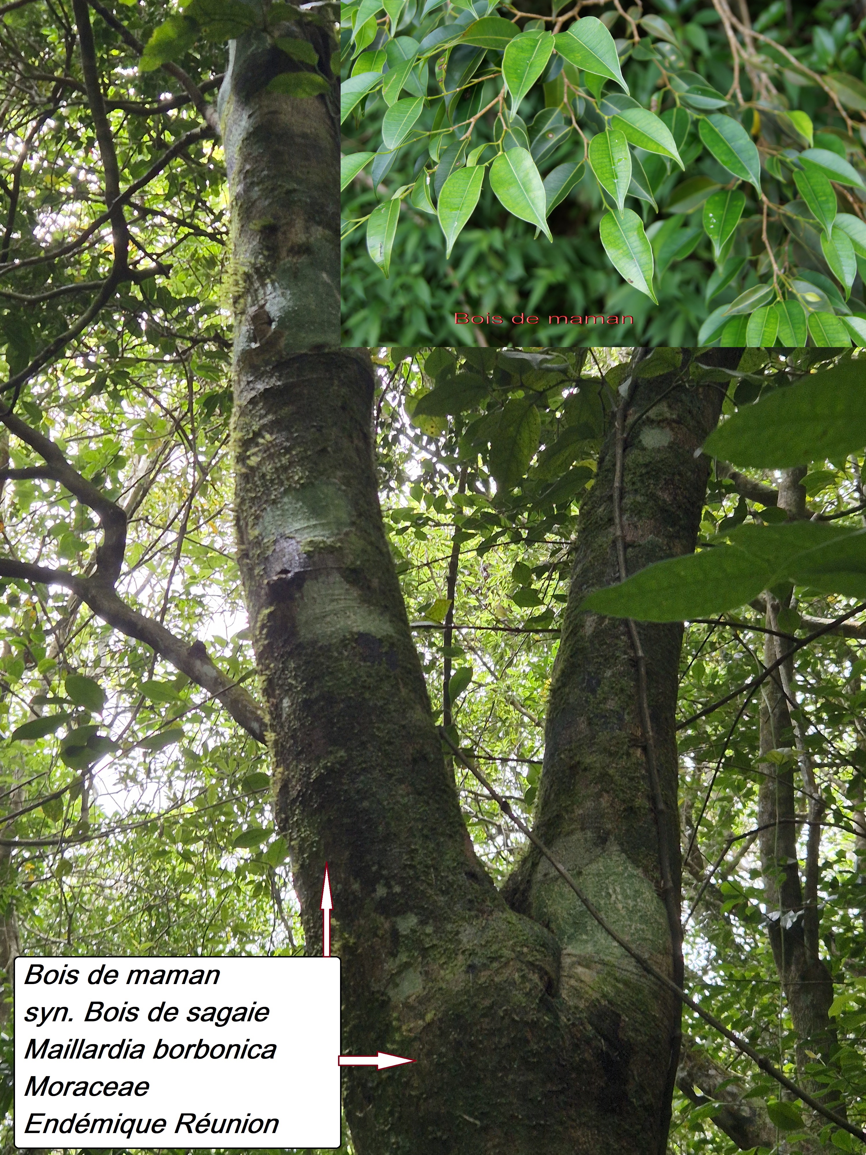 28- Bois de maman (1).jpg