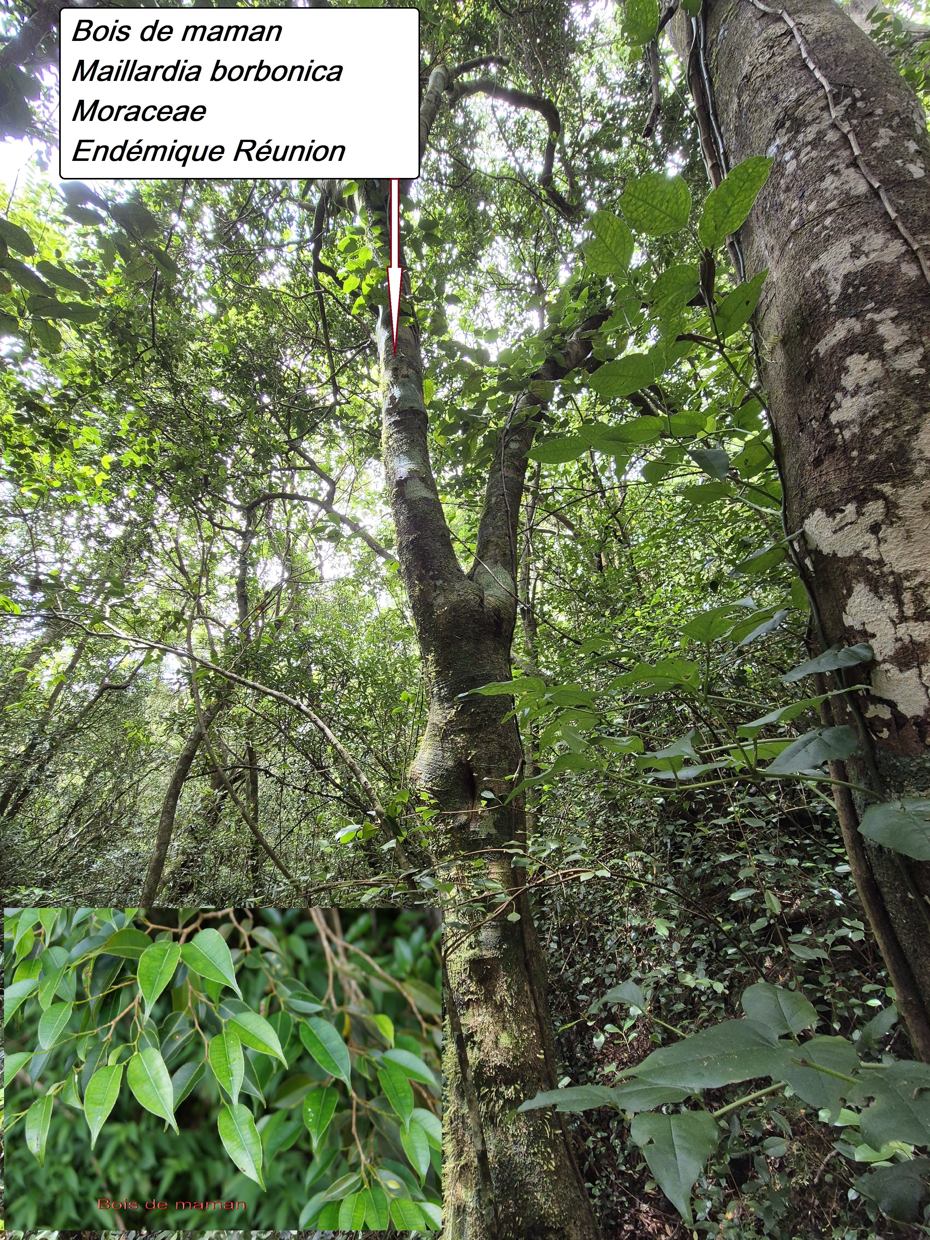 28- Bois de maman (2).jpg