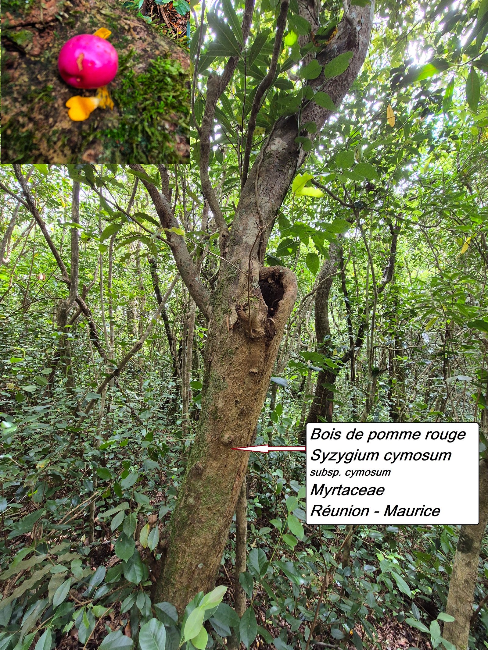 29- Bois de pomme rouge.jpg