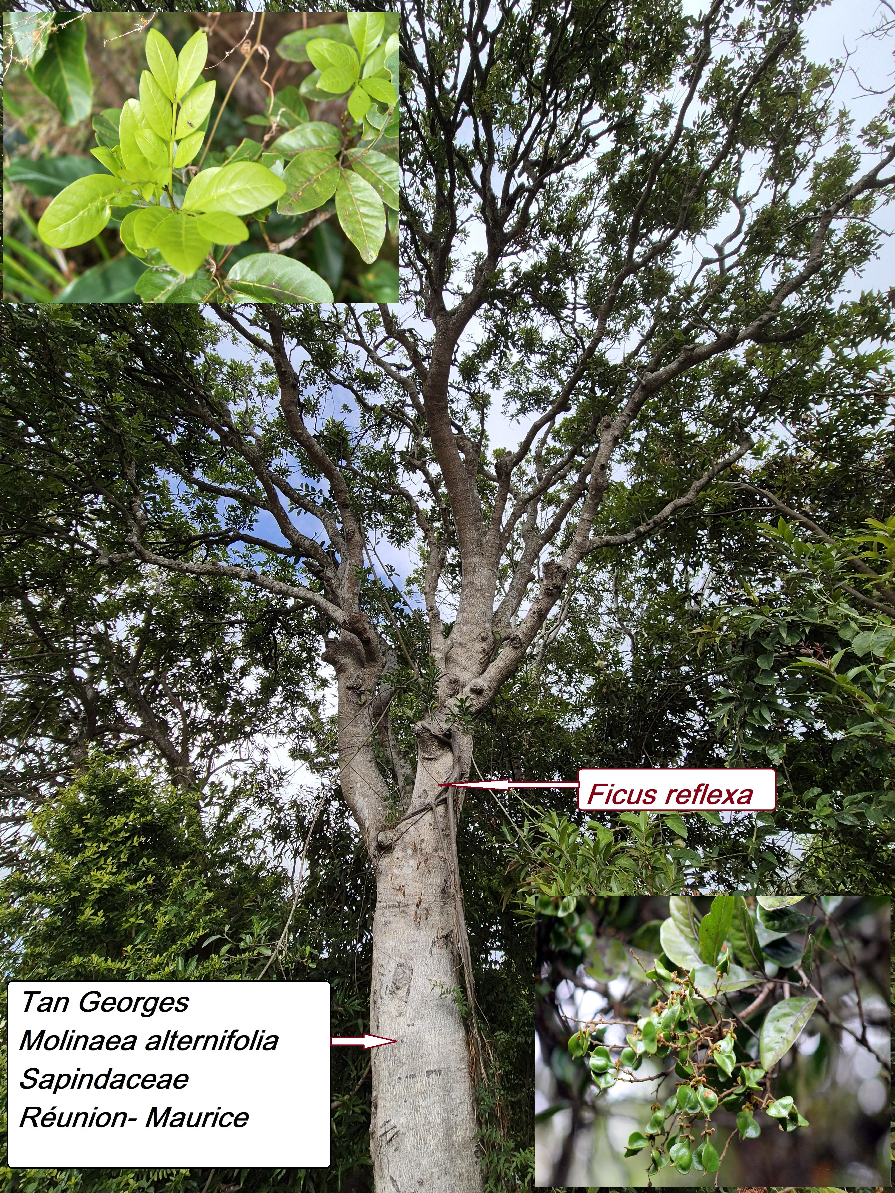 3- Tan Georges (1).jpg