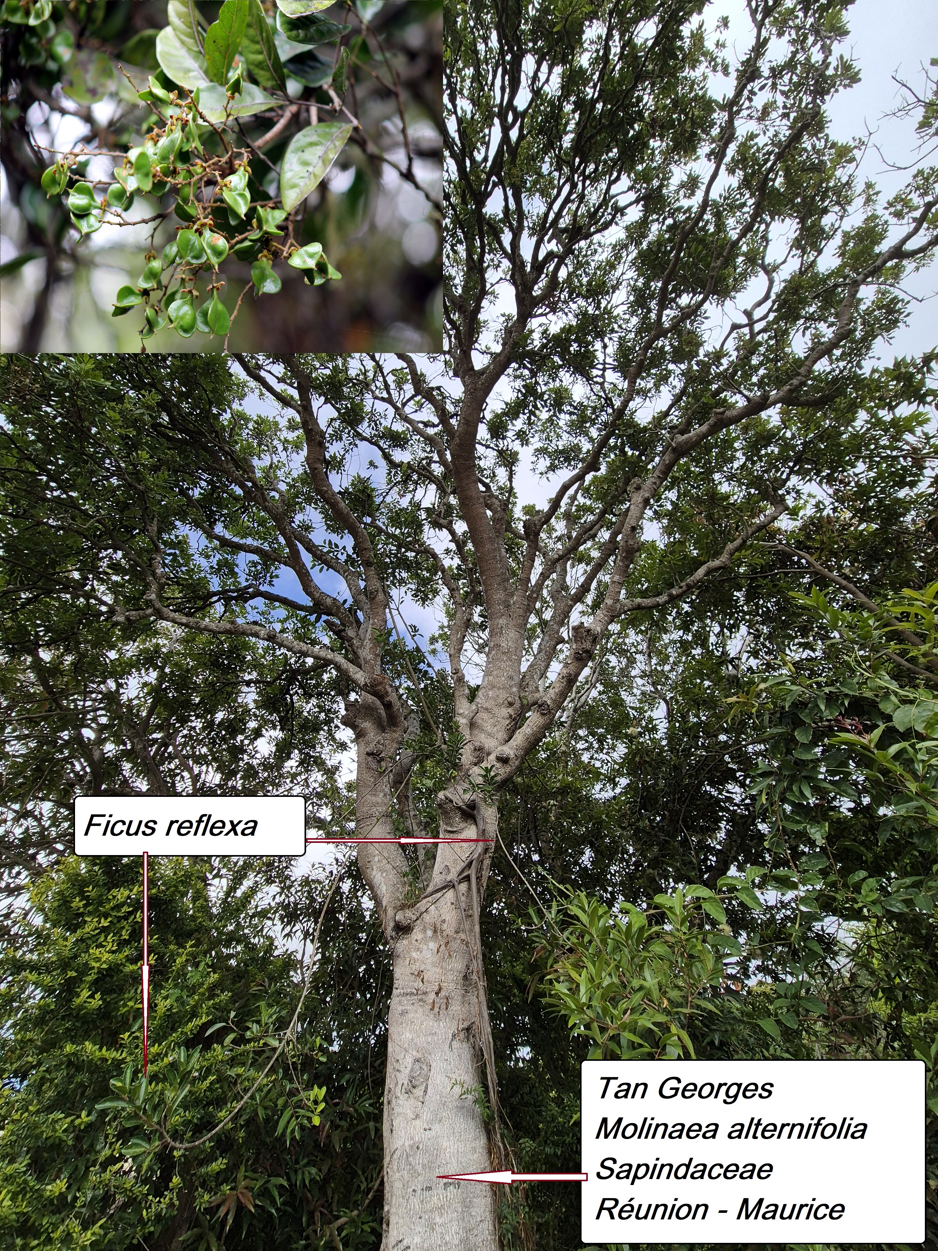 3- Tan Georges (2).jpg