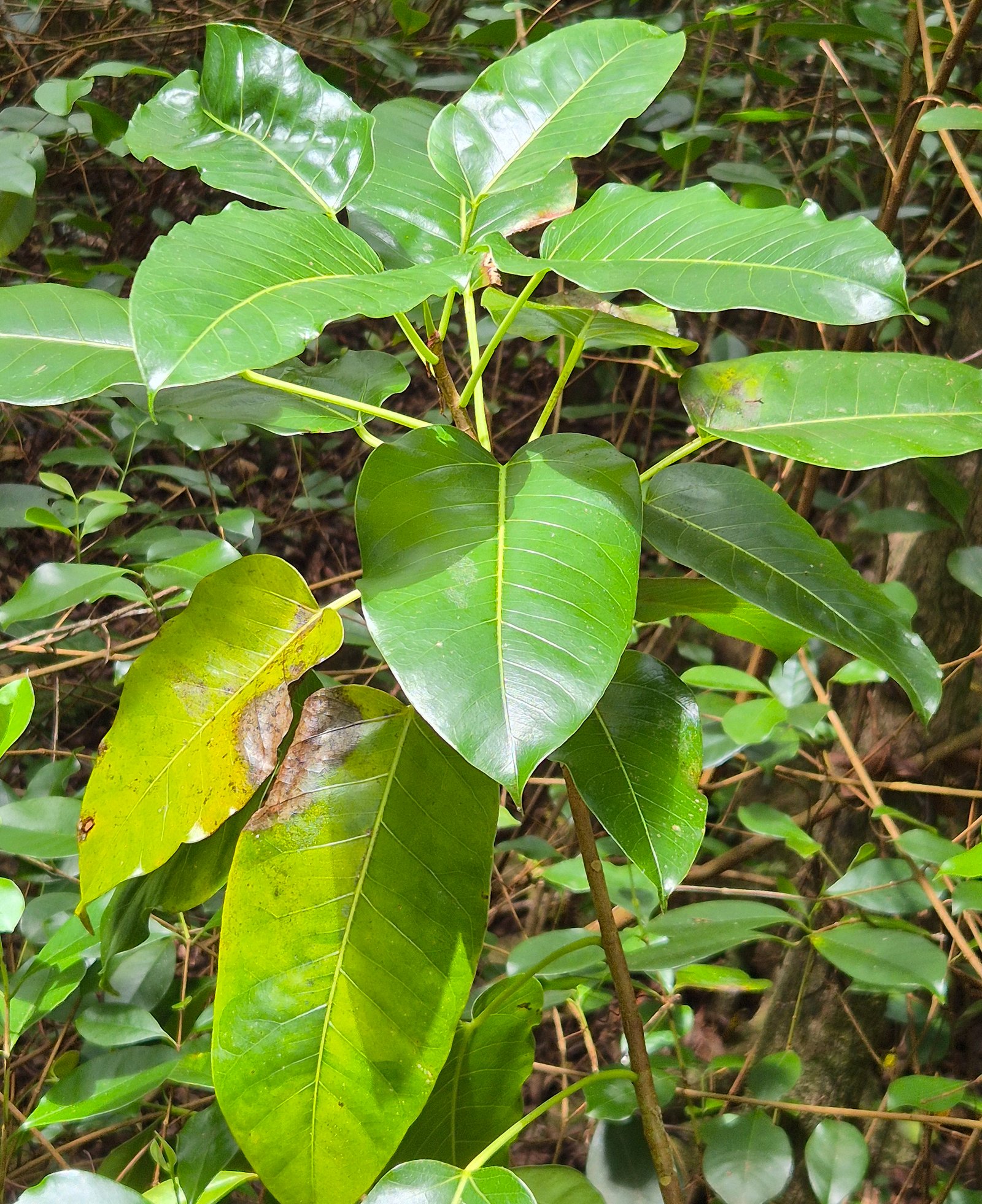 32- détail Ficus.jpg