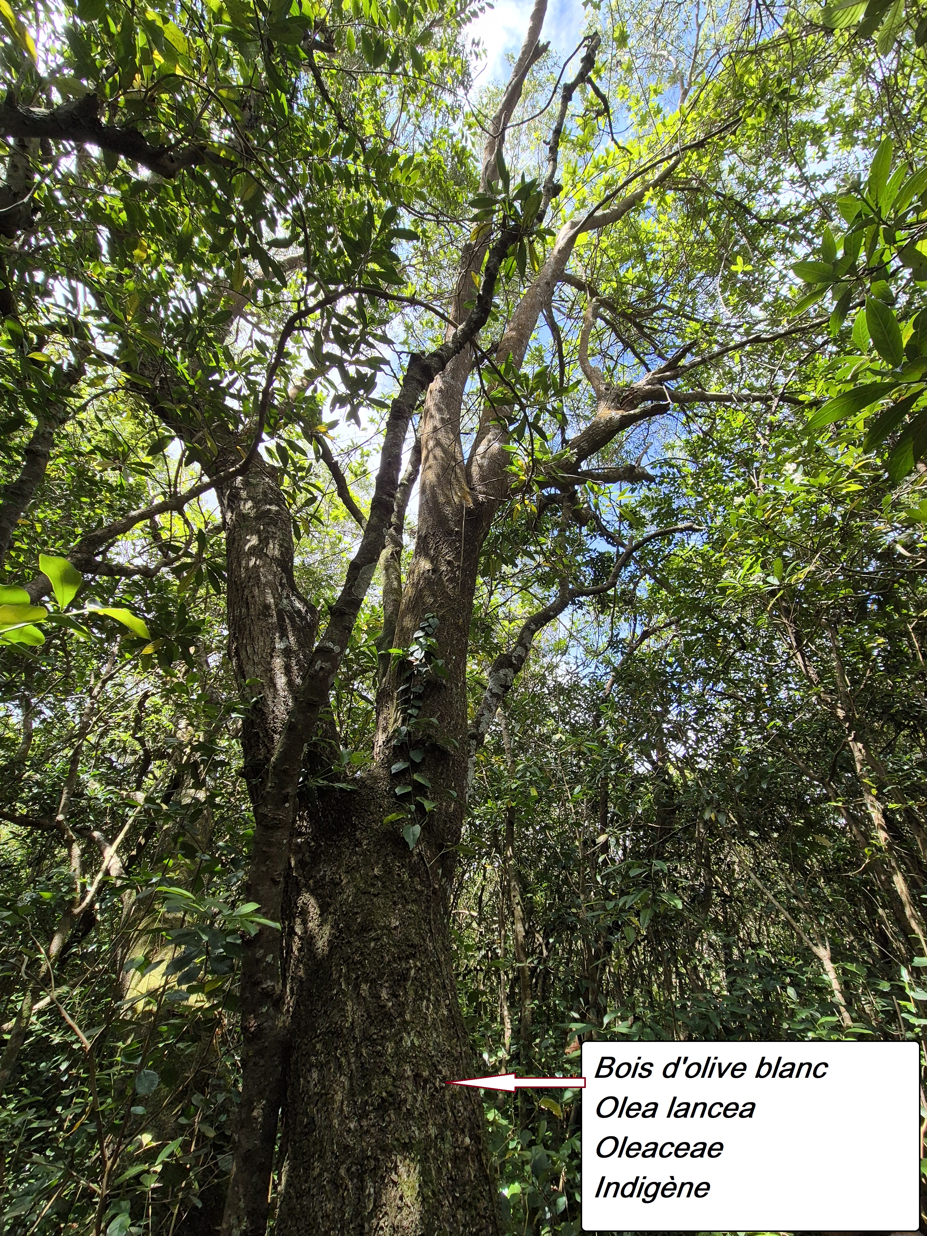 33- Bois d'olive blanc.jpg