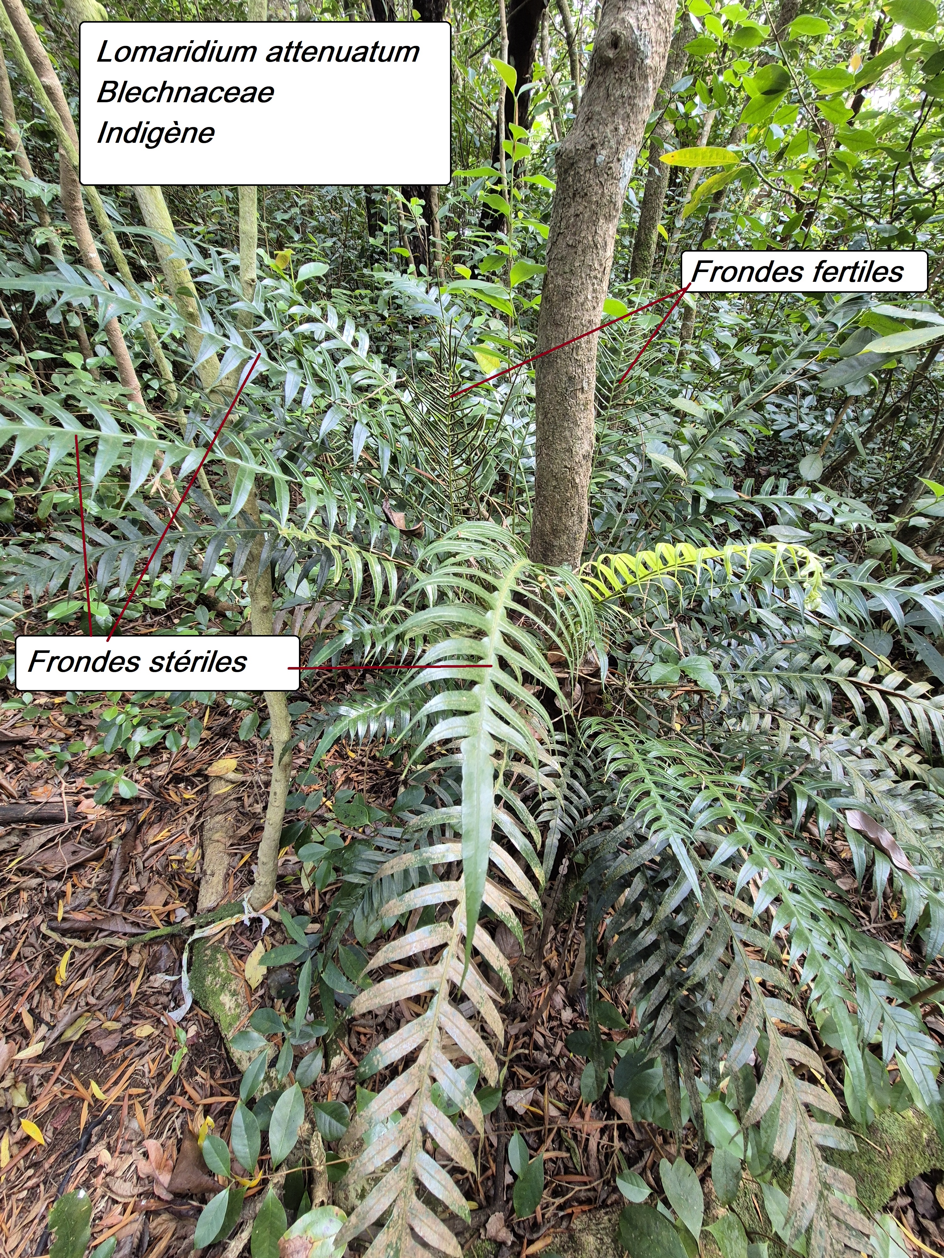 34- Lomaridium atténuatum.jpg