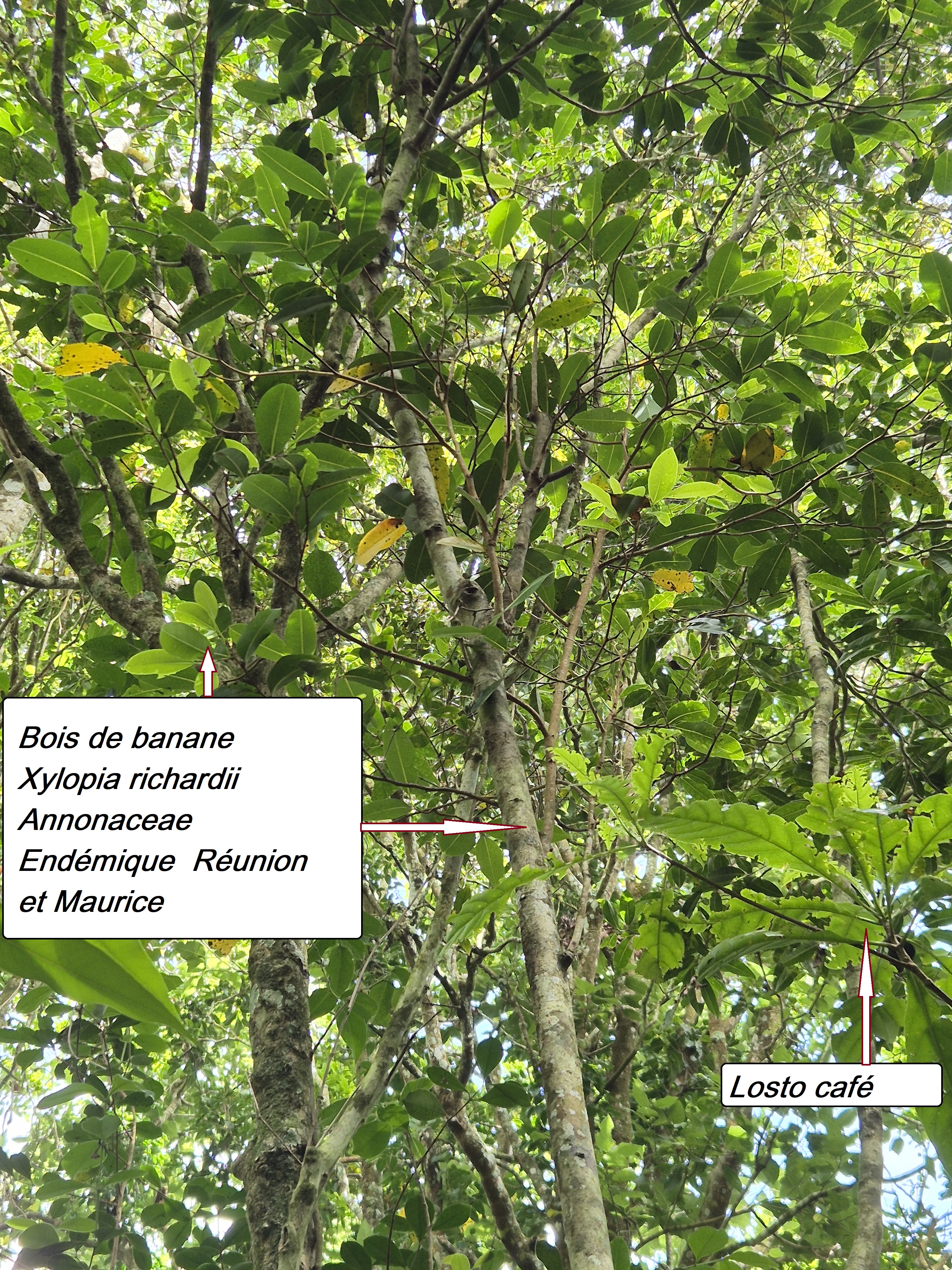 35- Bois de banane (1).jpg