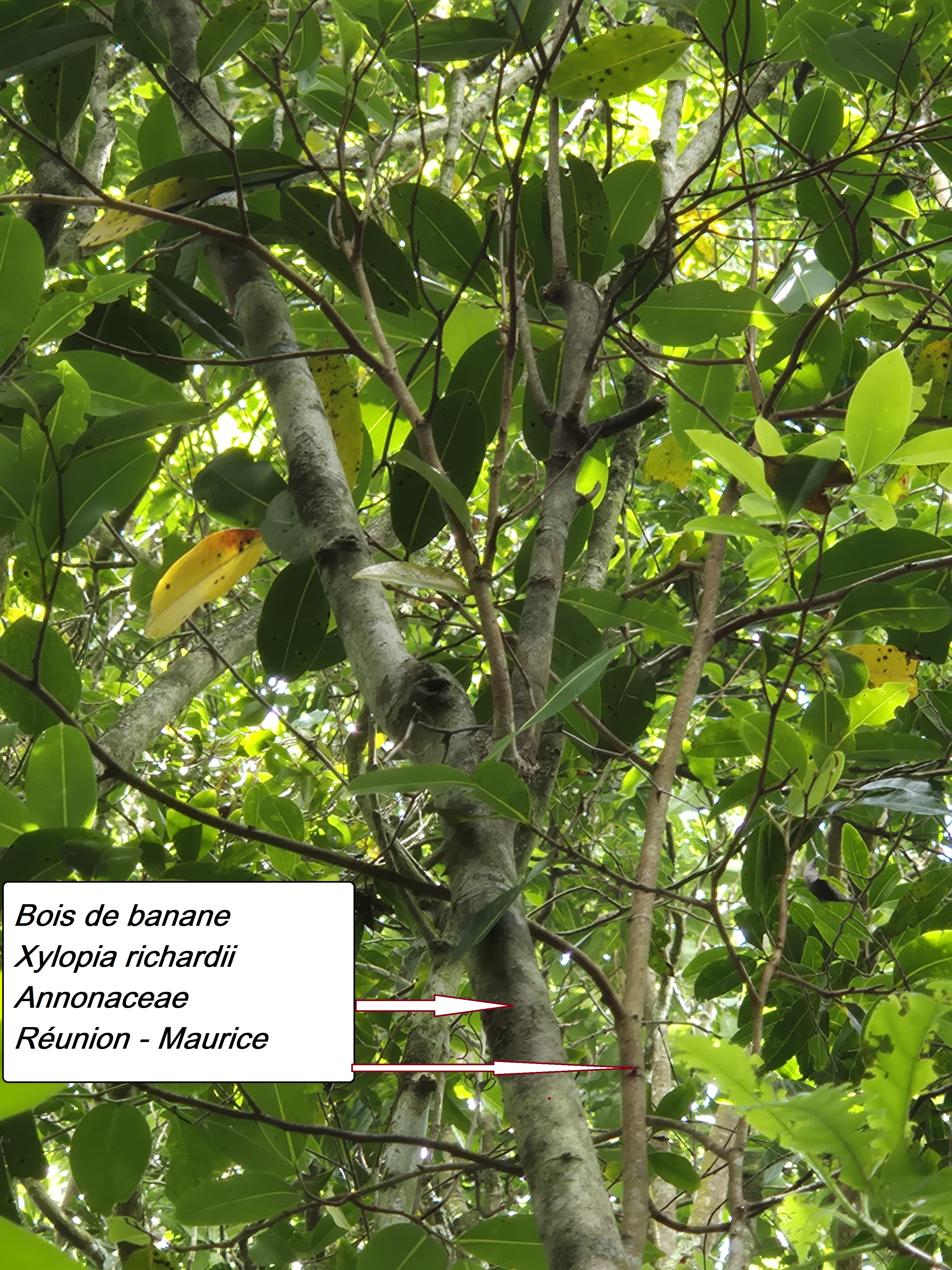 35- Bois de banane (2).jpg