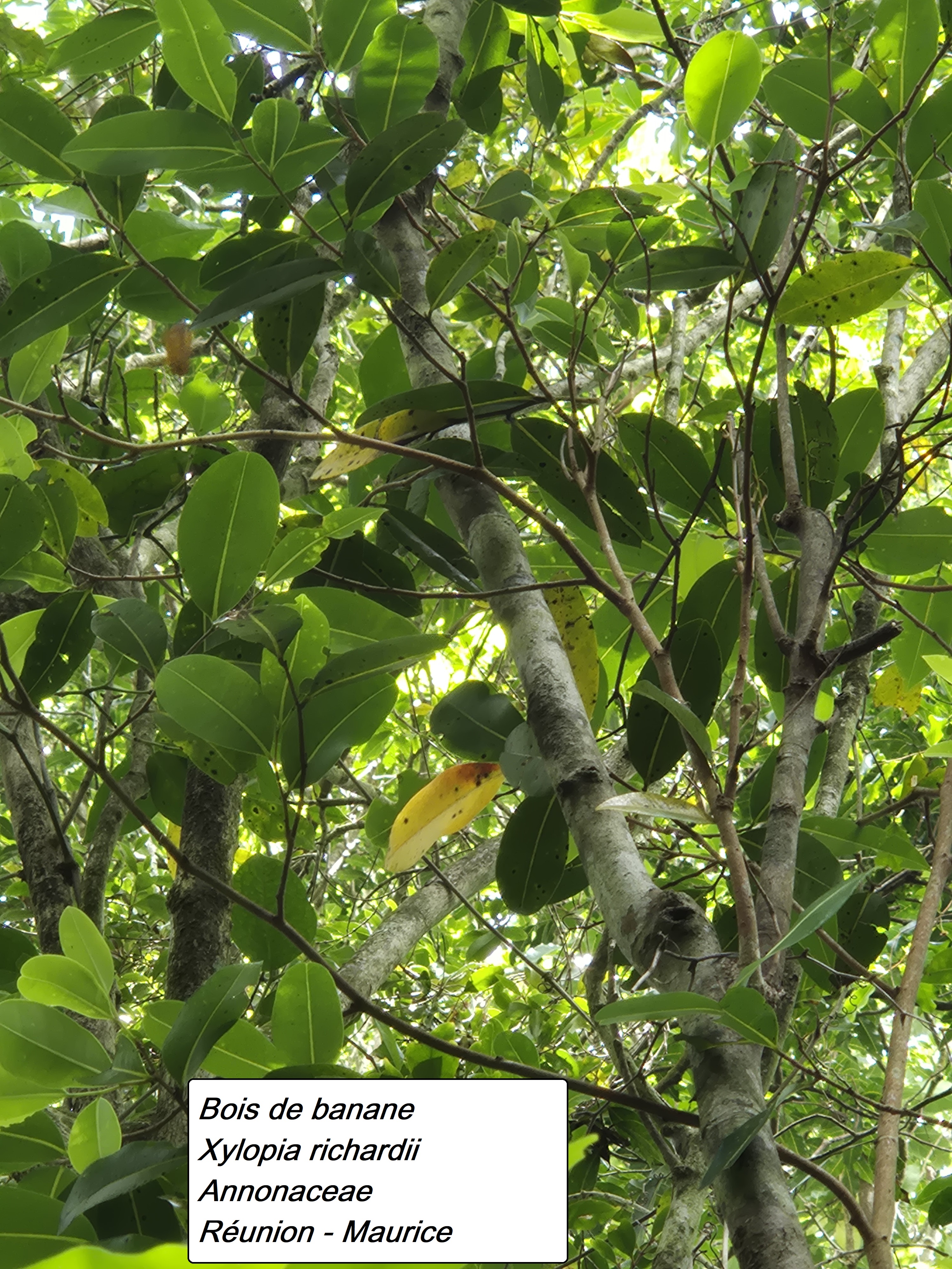 35- Bois de banane (3).jpg
