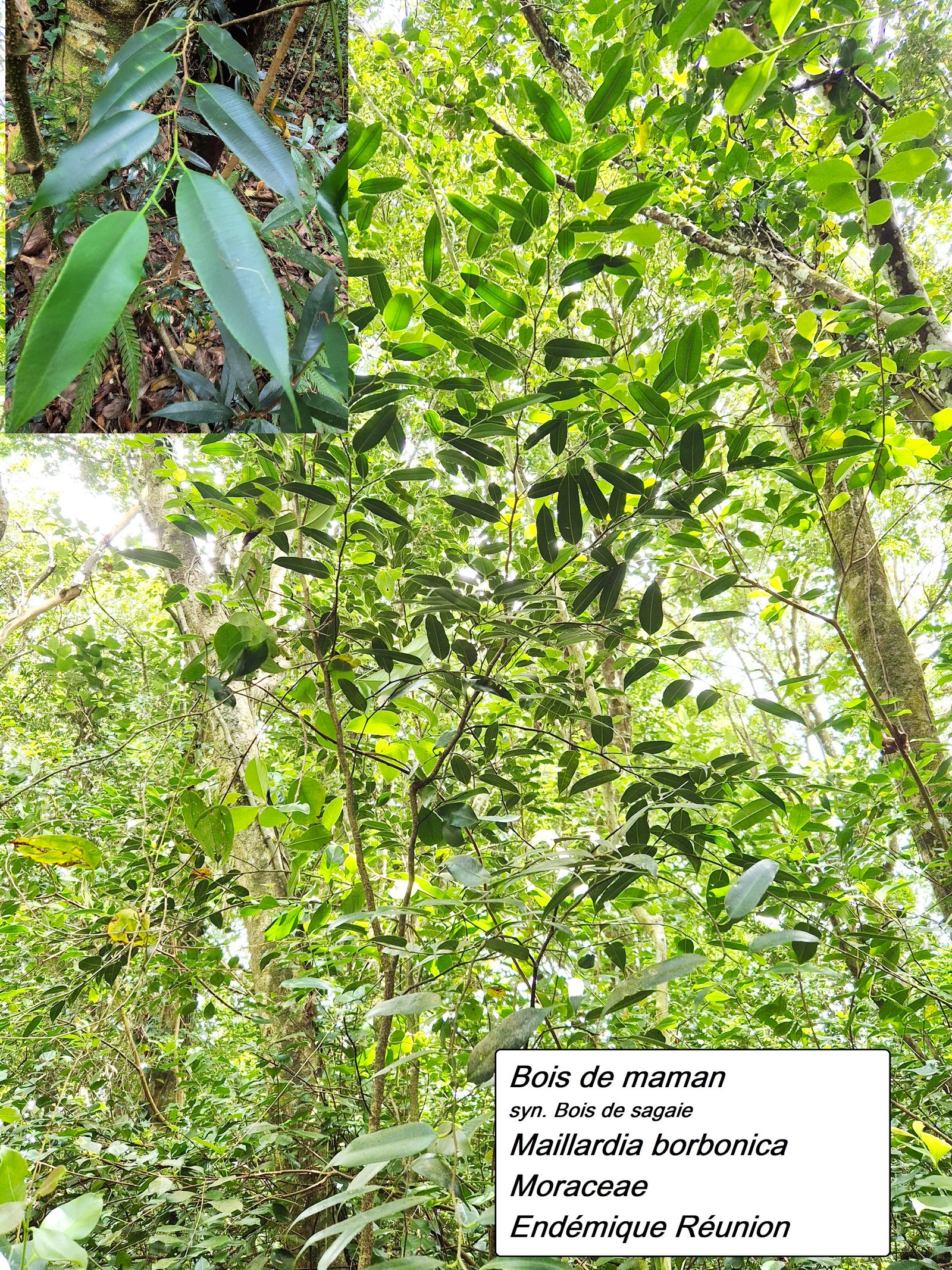 36- Bois de maman.jpg