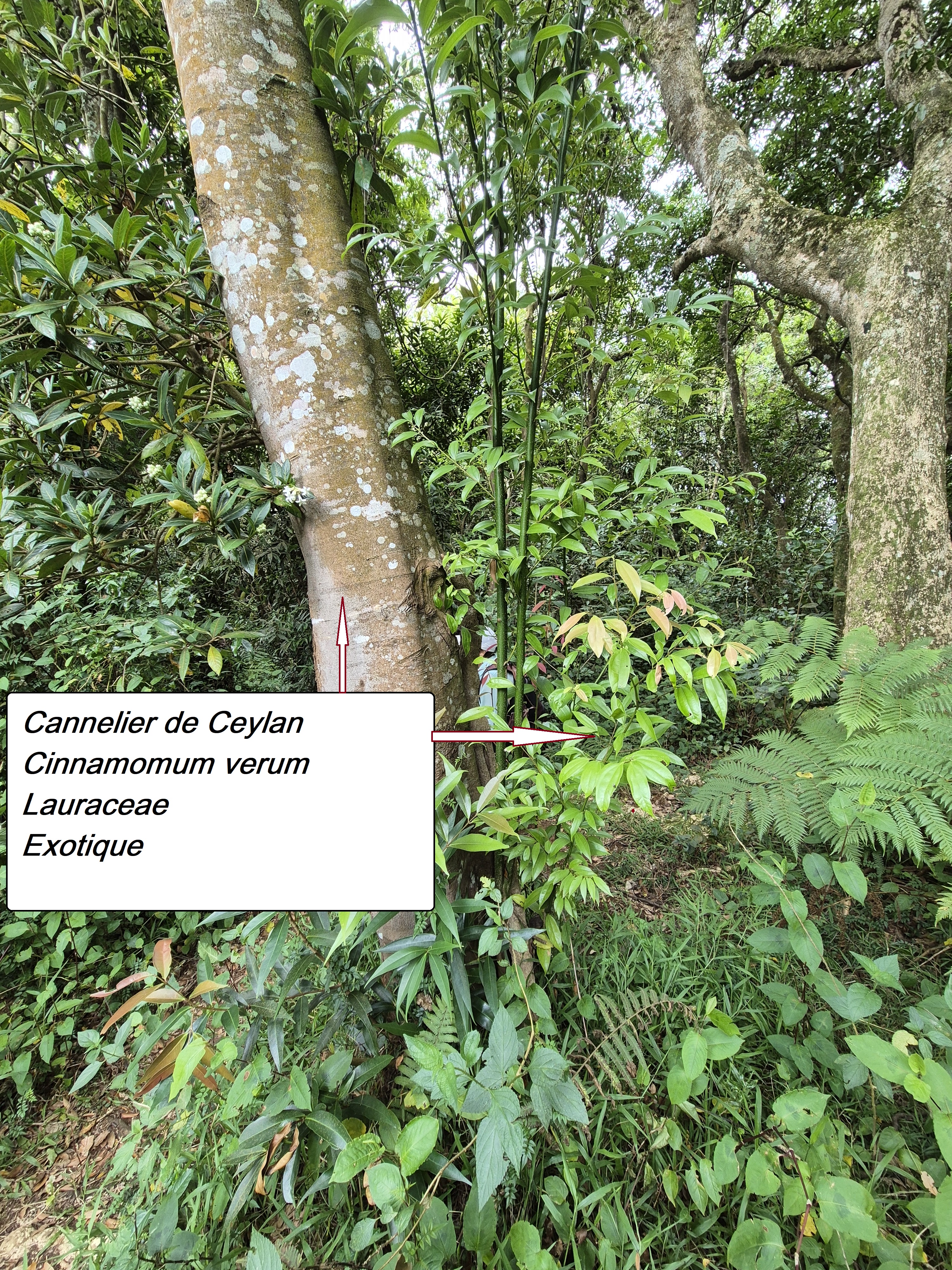 4- Cannelier de Ceylan.jpg