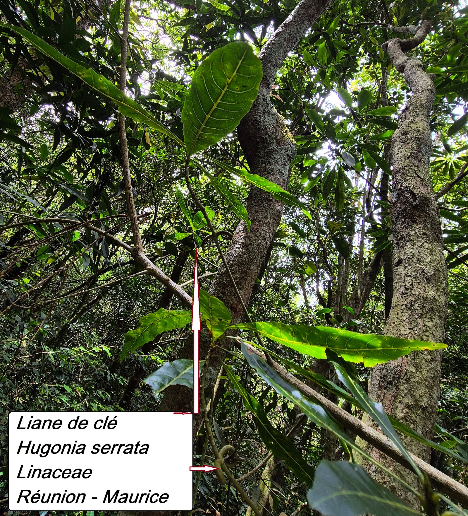 41- Liane clé (1).jpg