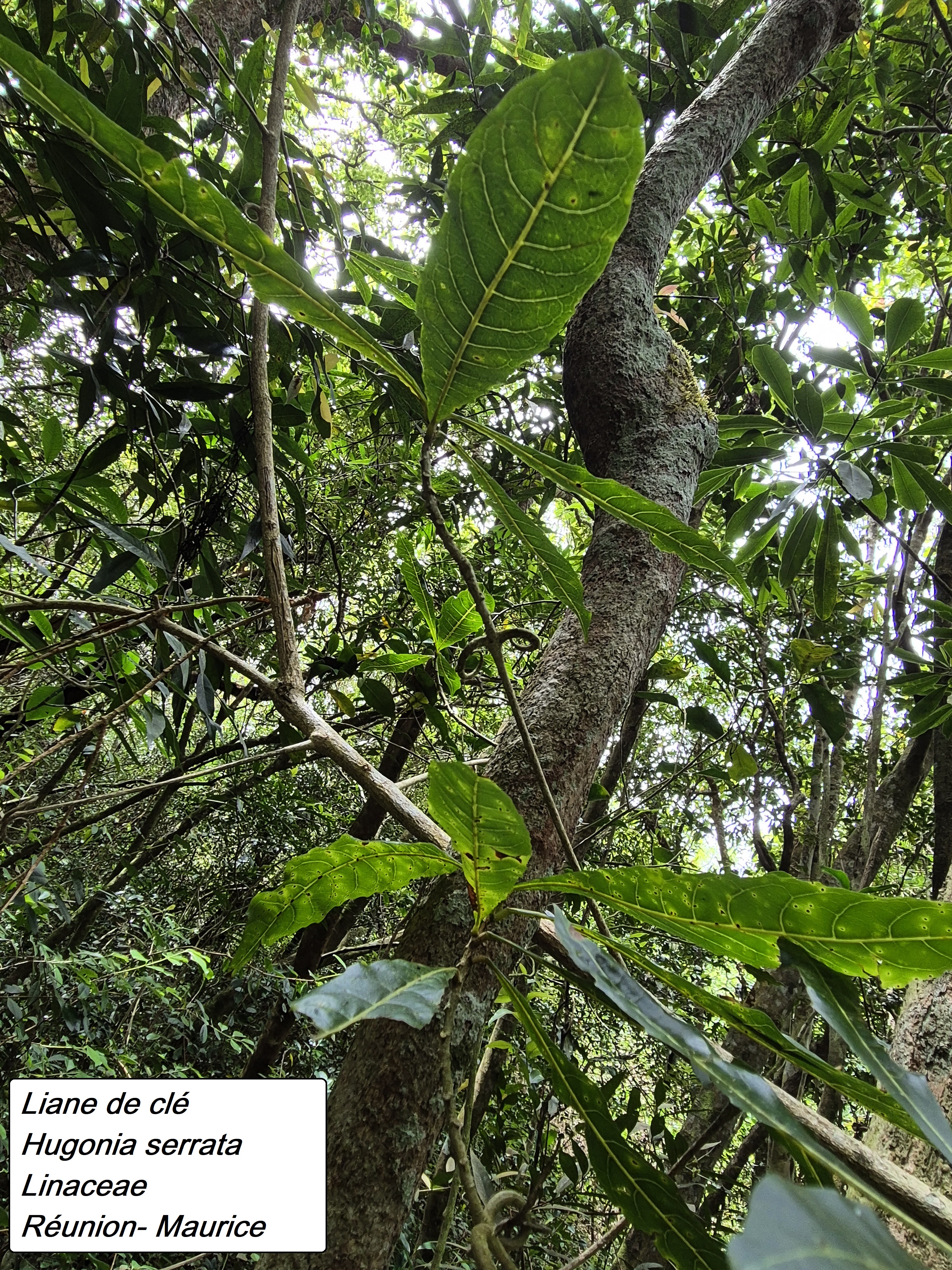 41- Liane clé (2).jpg