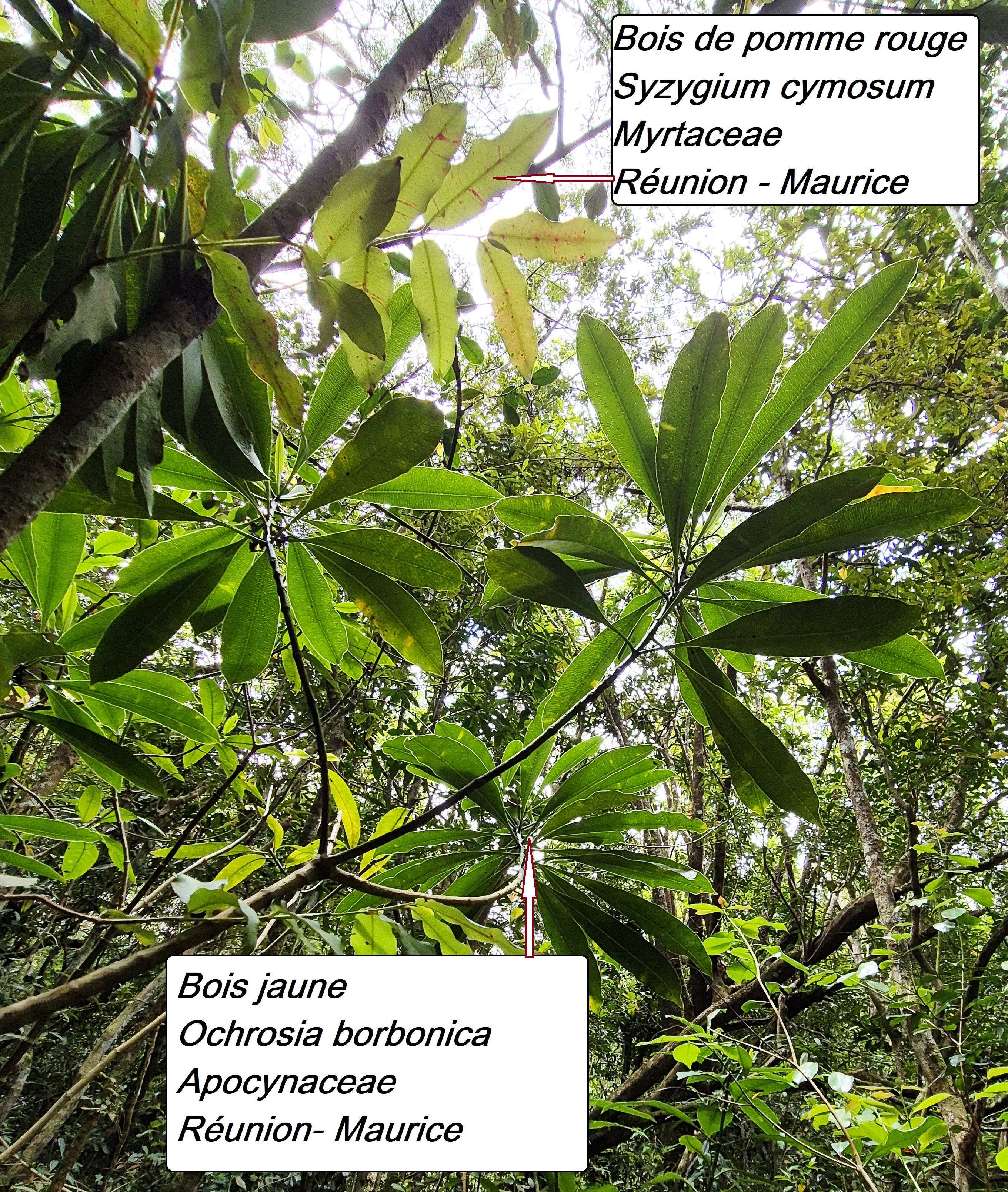 43- Bois de pomme et bois jaune.jpg