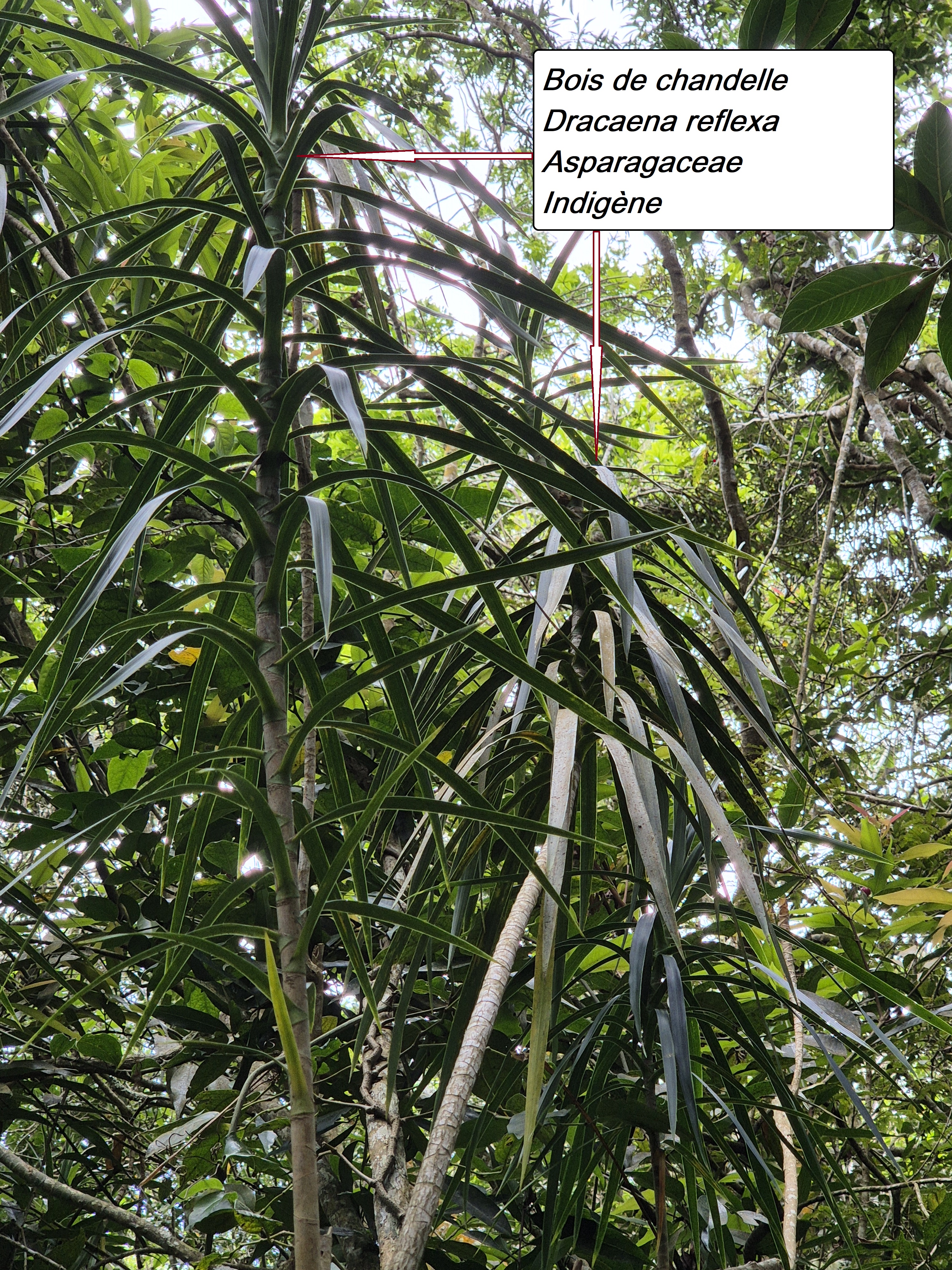 45- Bois de chandelle.jpg