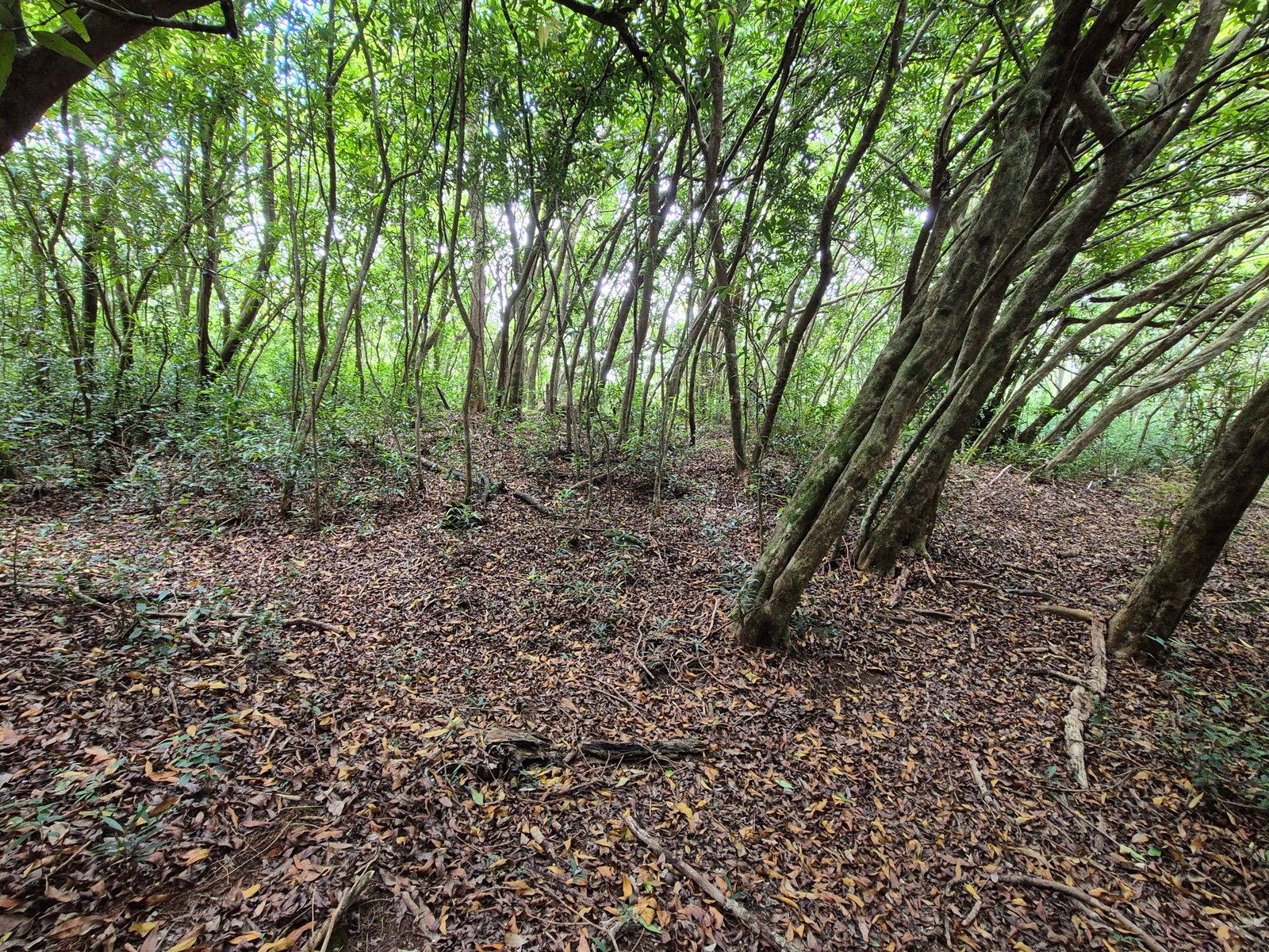 46- Sous-bois (2).jpg