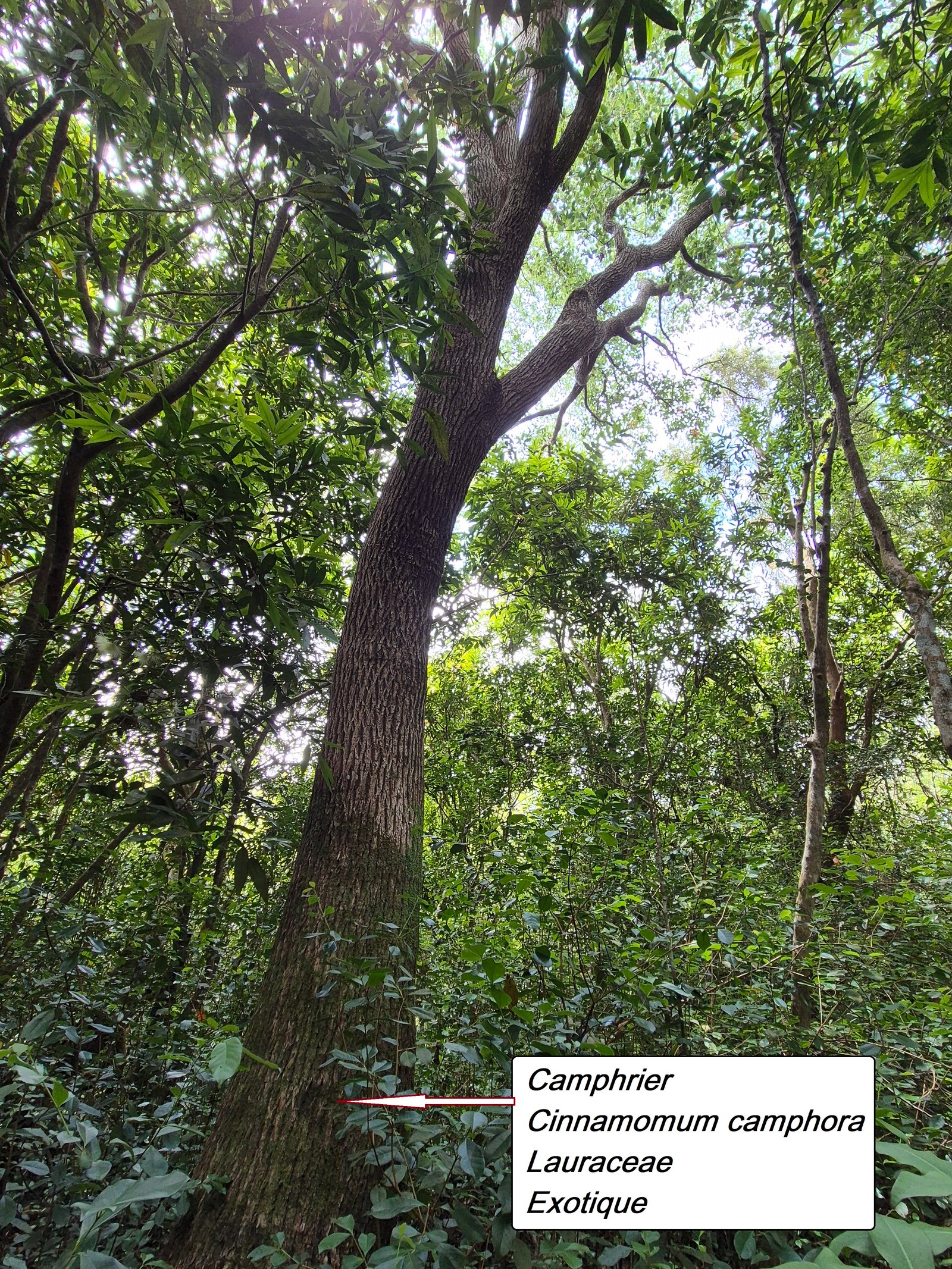 48- Camphrier (1).jpg