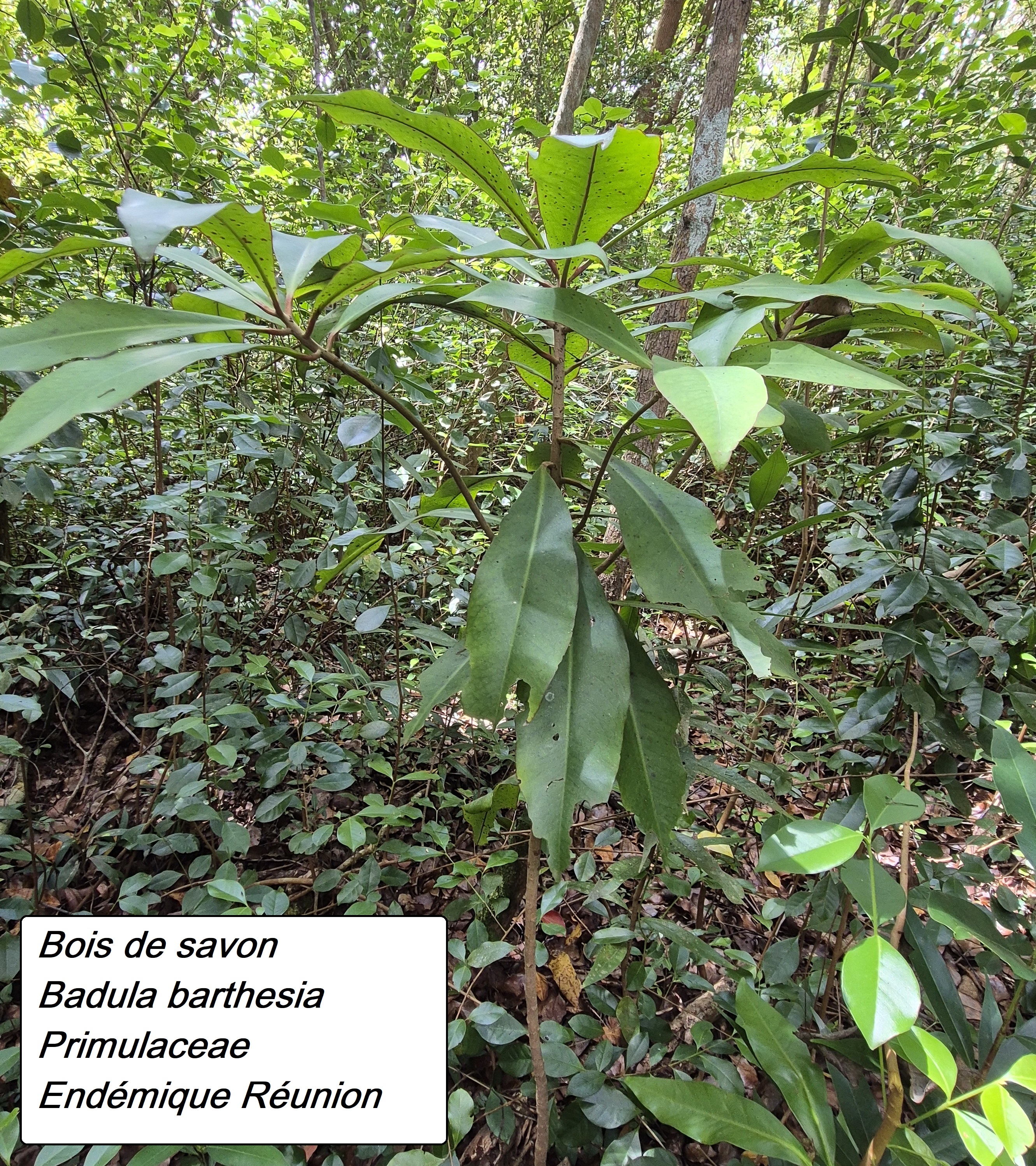 50- Bois de savon.jpg