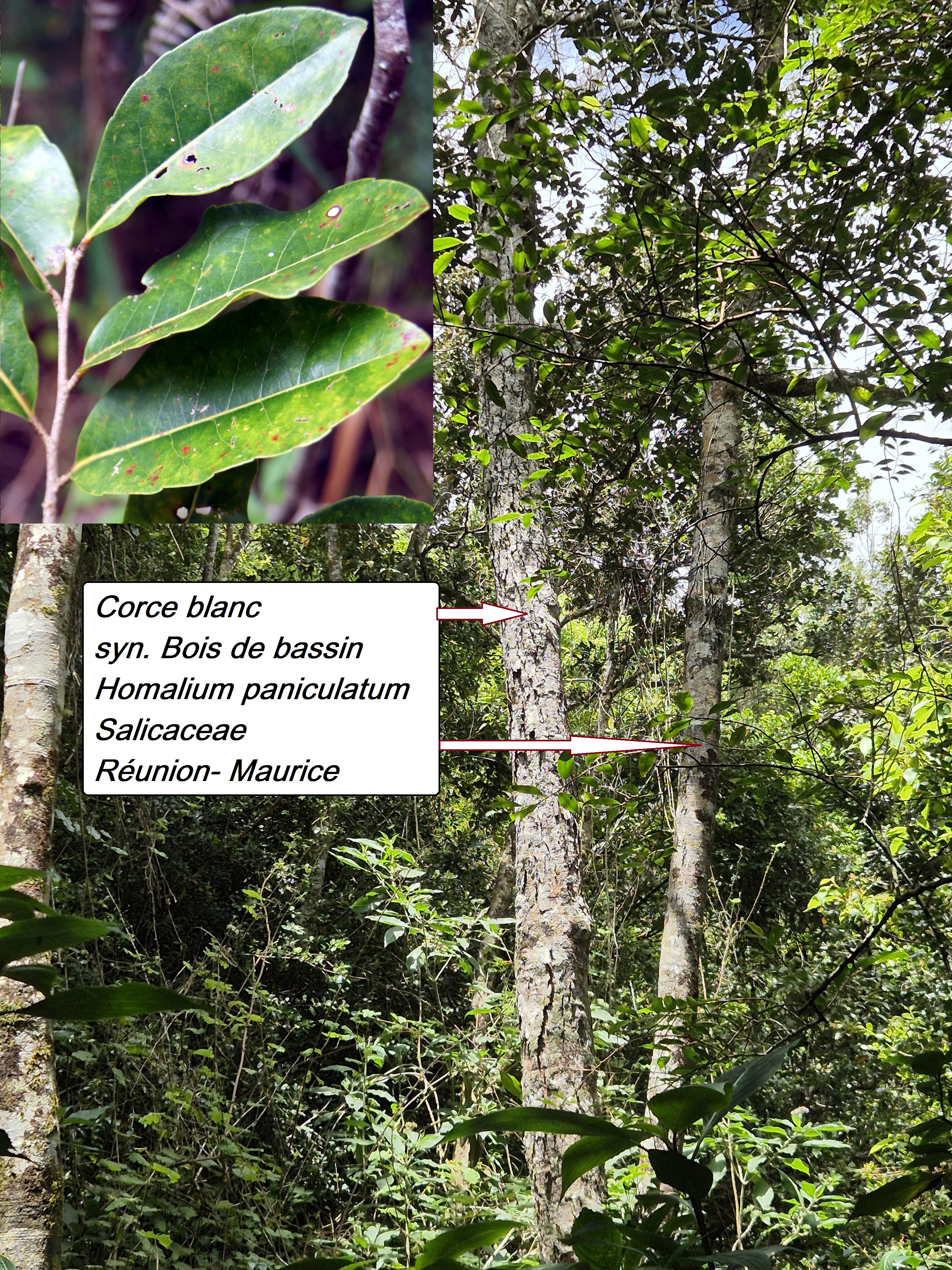 50- Corce blanc (1).jpg