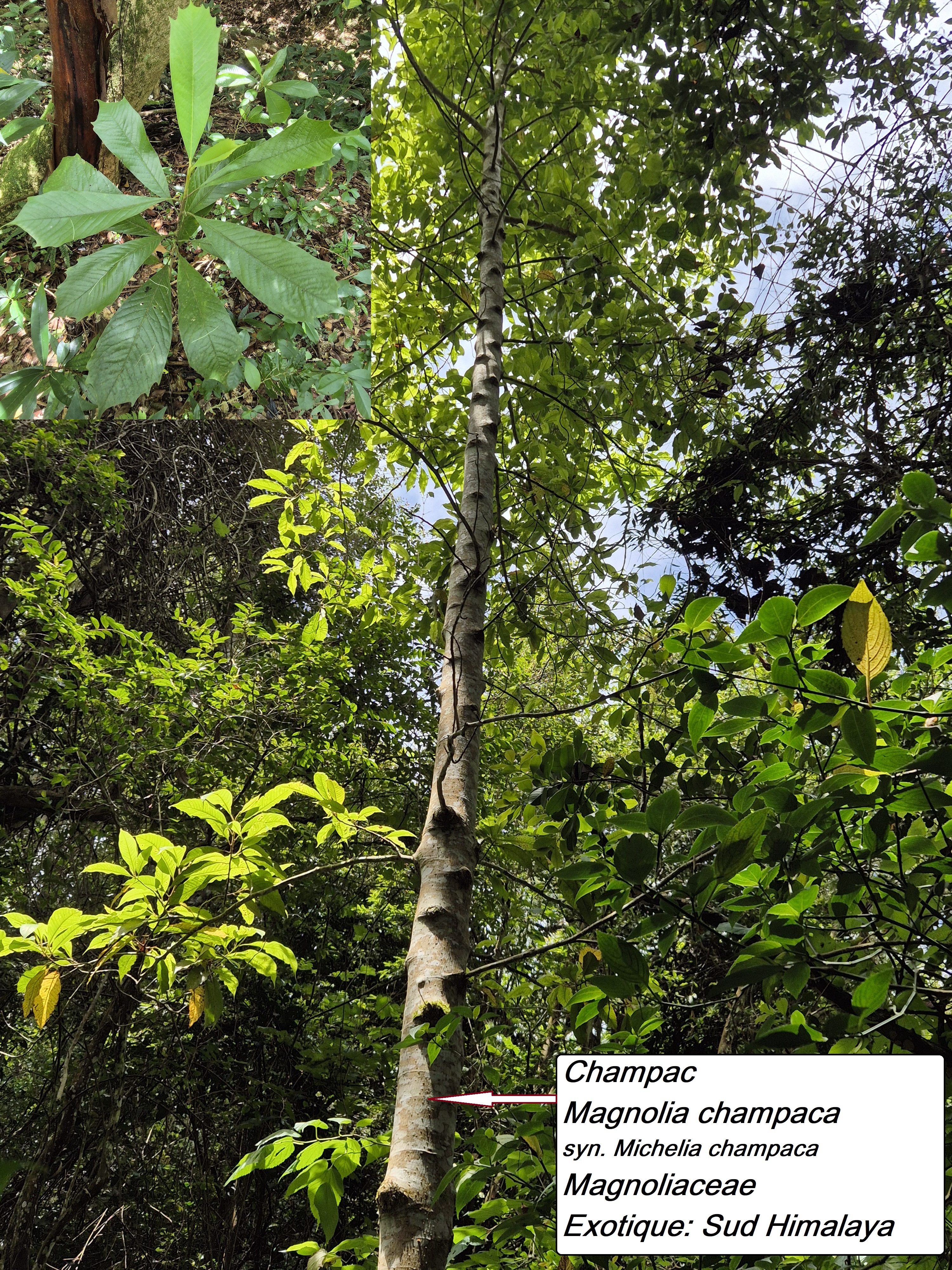51- Champac.jpg