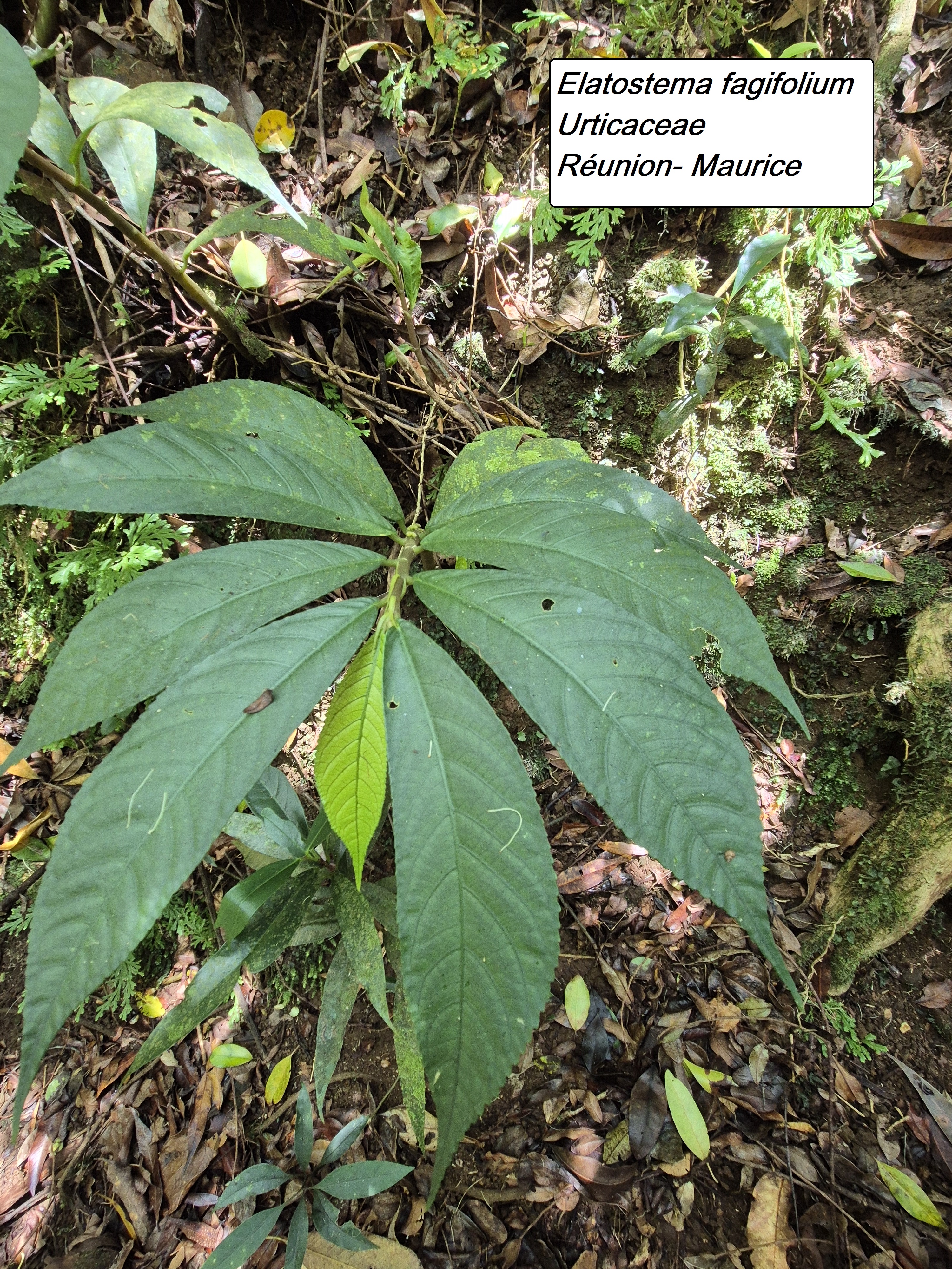 54- Elatostema fagifolium (1).jpg