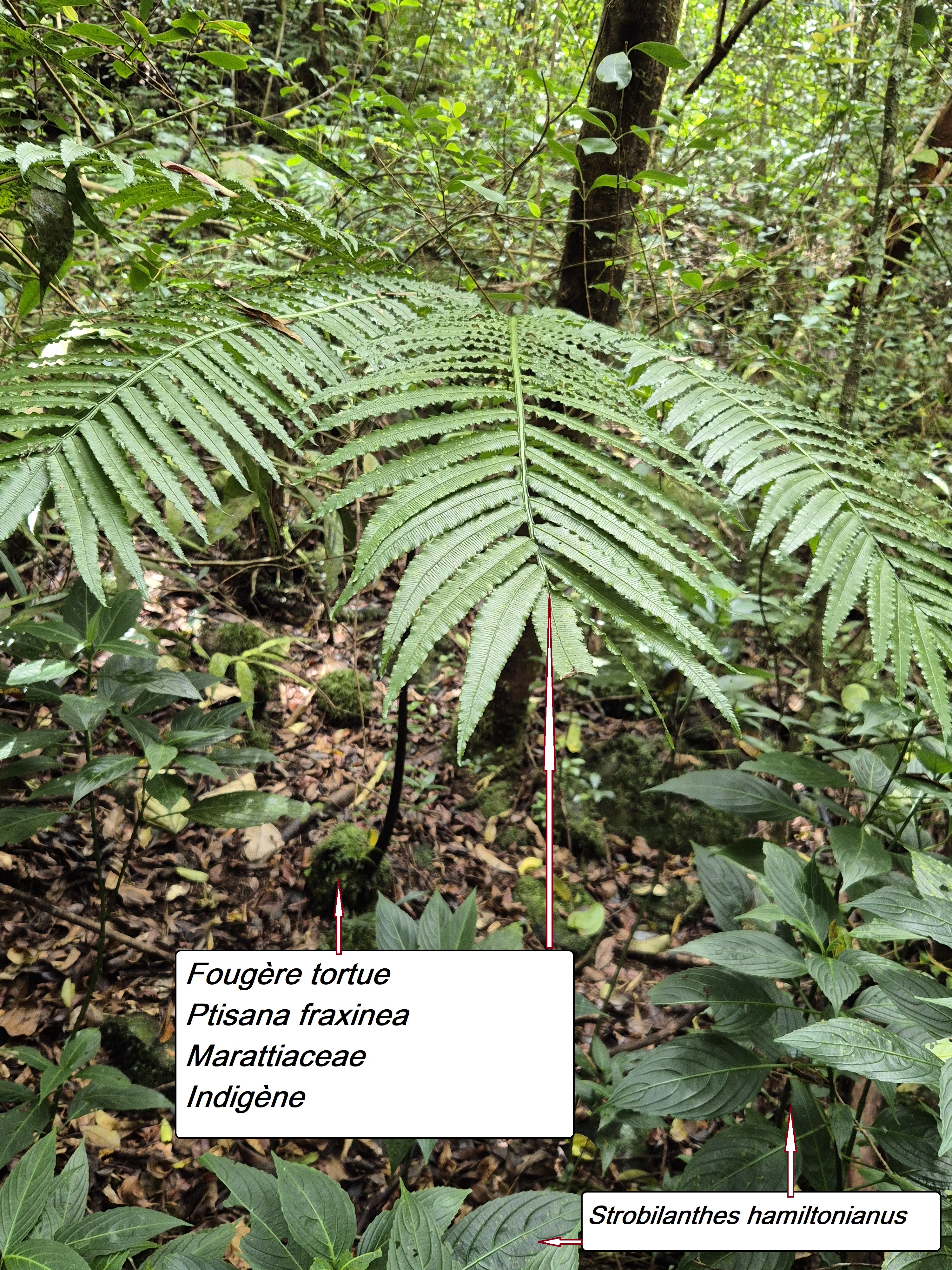 55- Fougère tortue.jpg