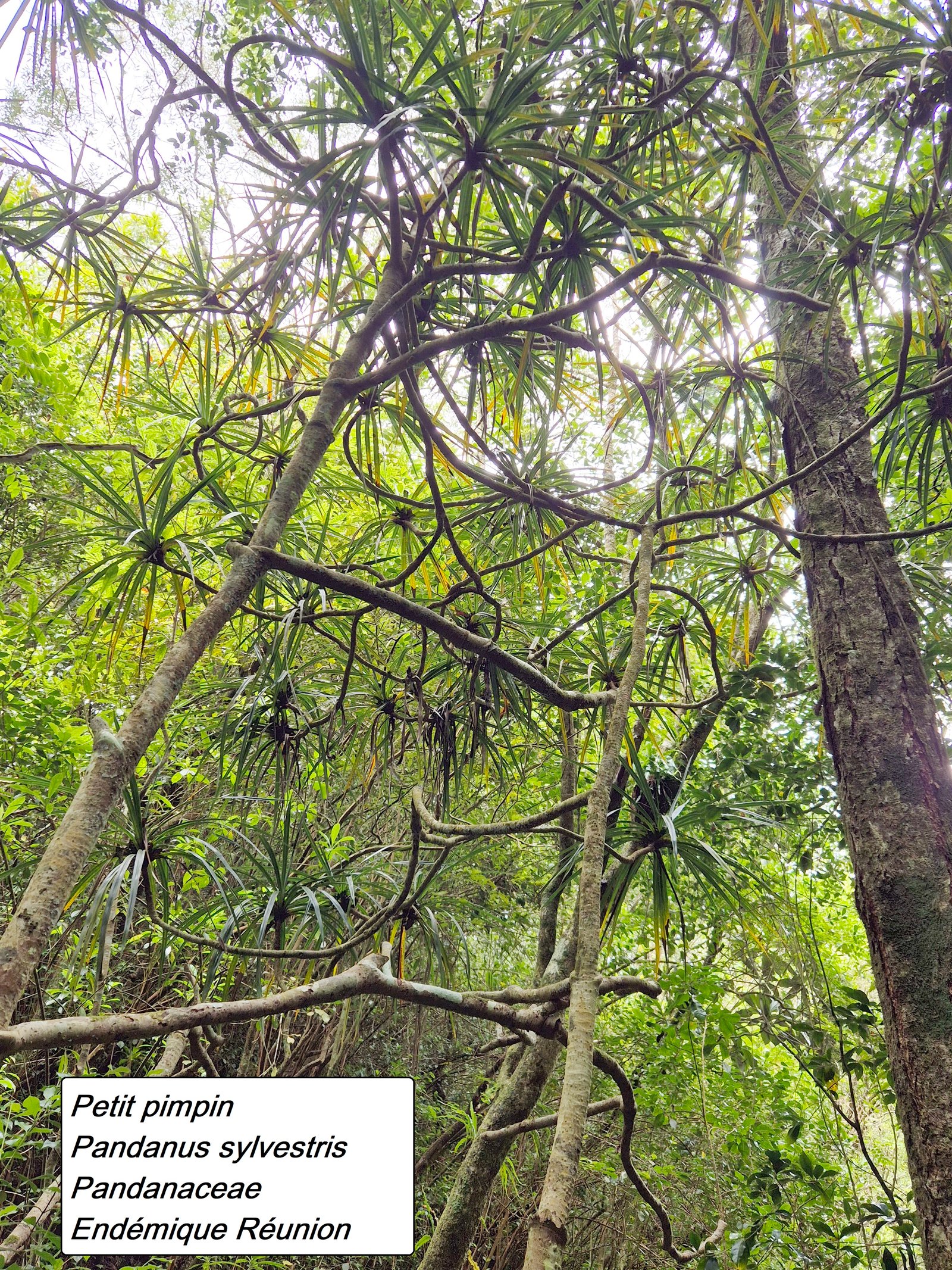 56- Petit pimpin.jpg