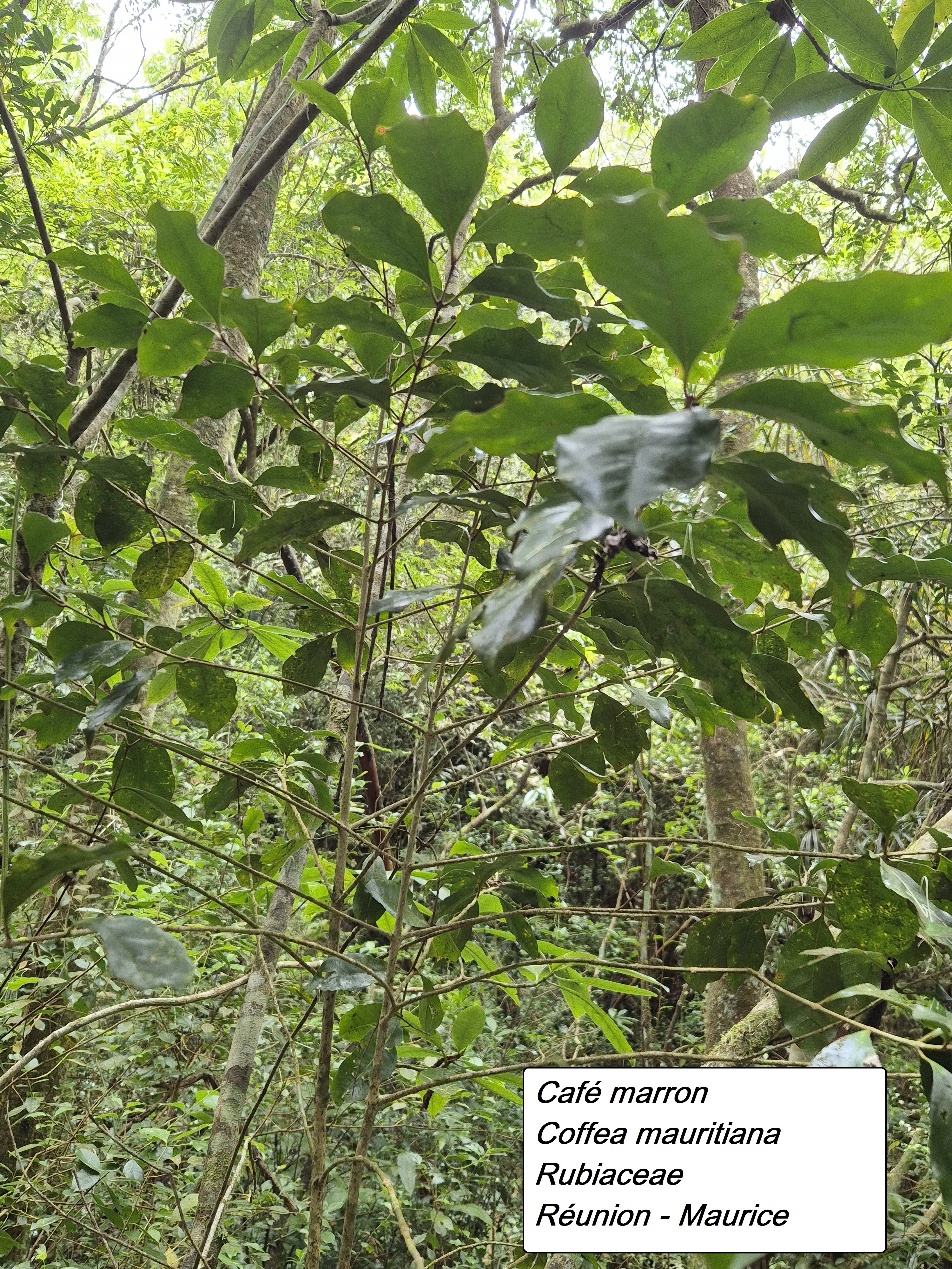 58- Café marron.jpg