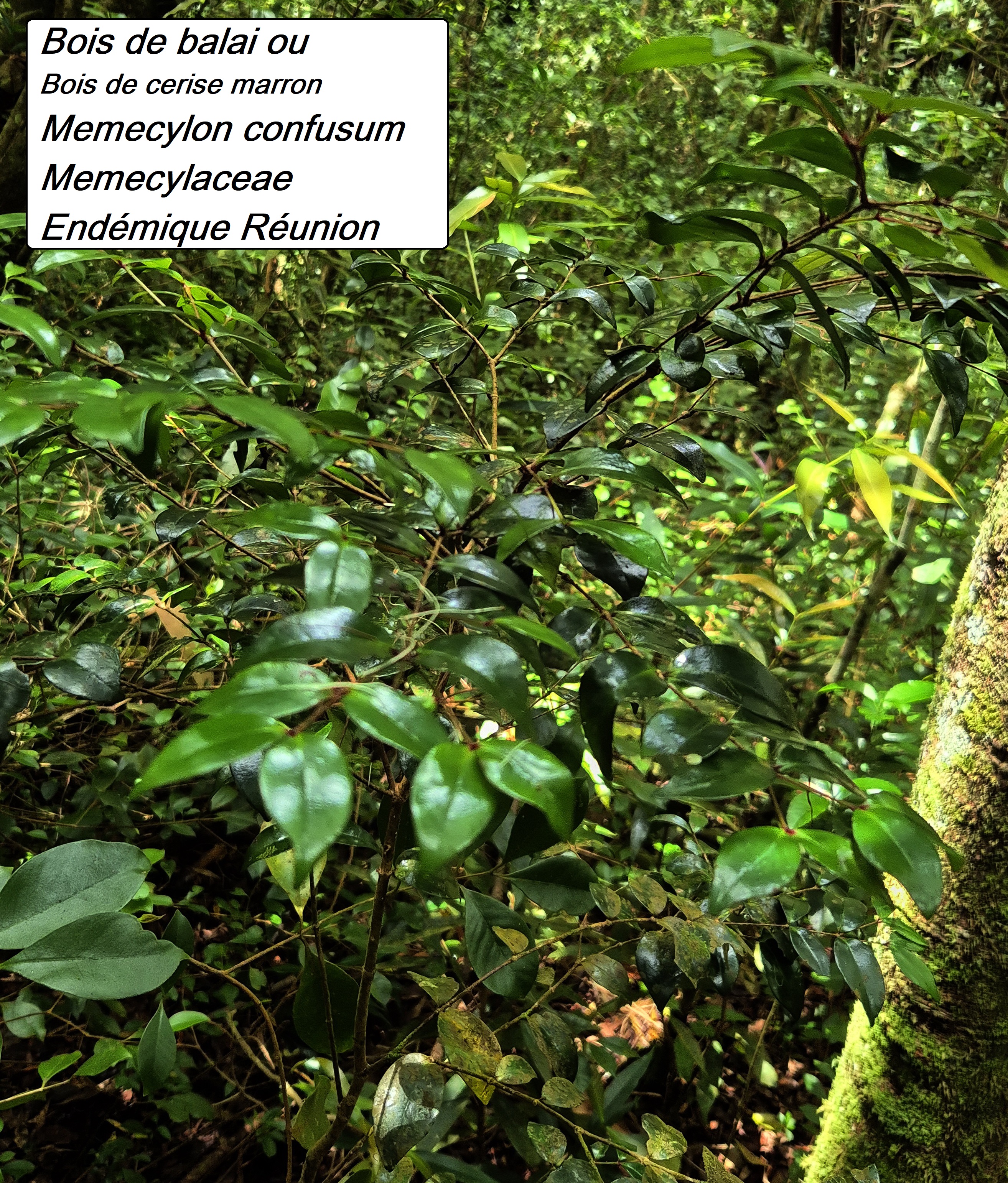 63- Memecylon (2).jpg