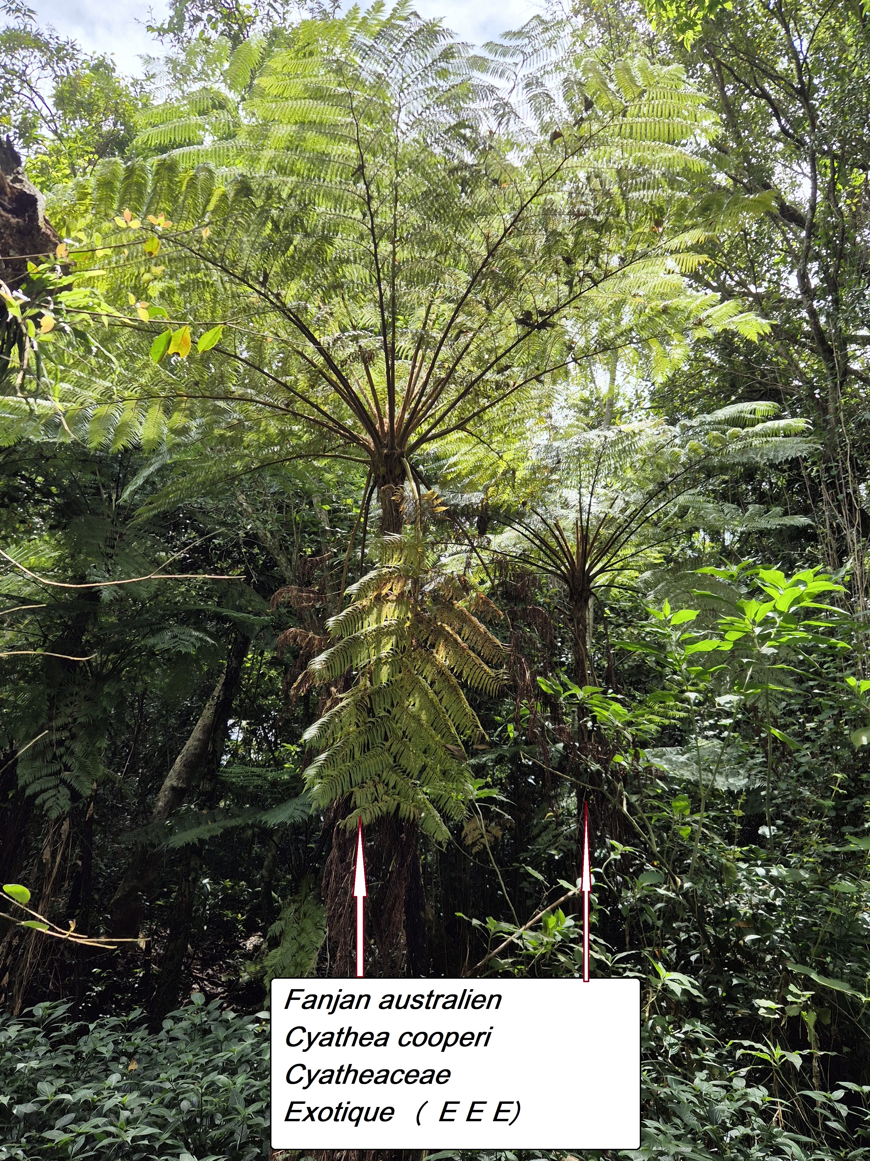 64- Fanjan australien.jpg