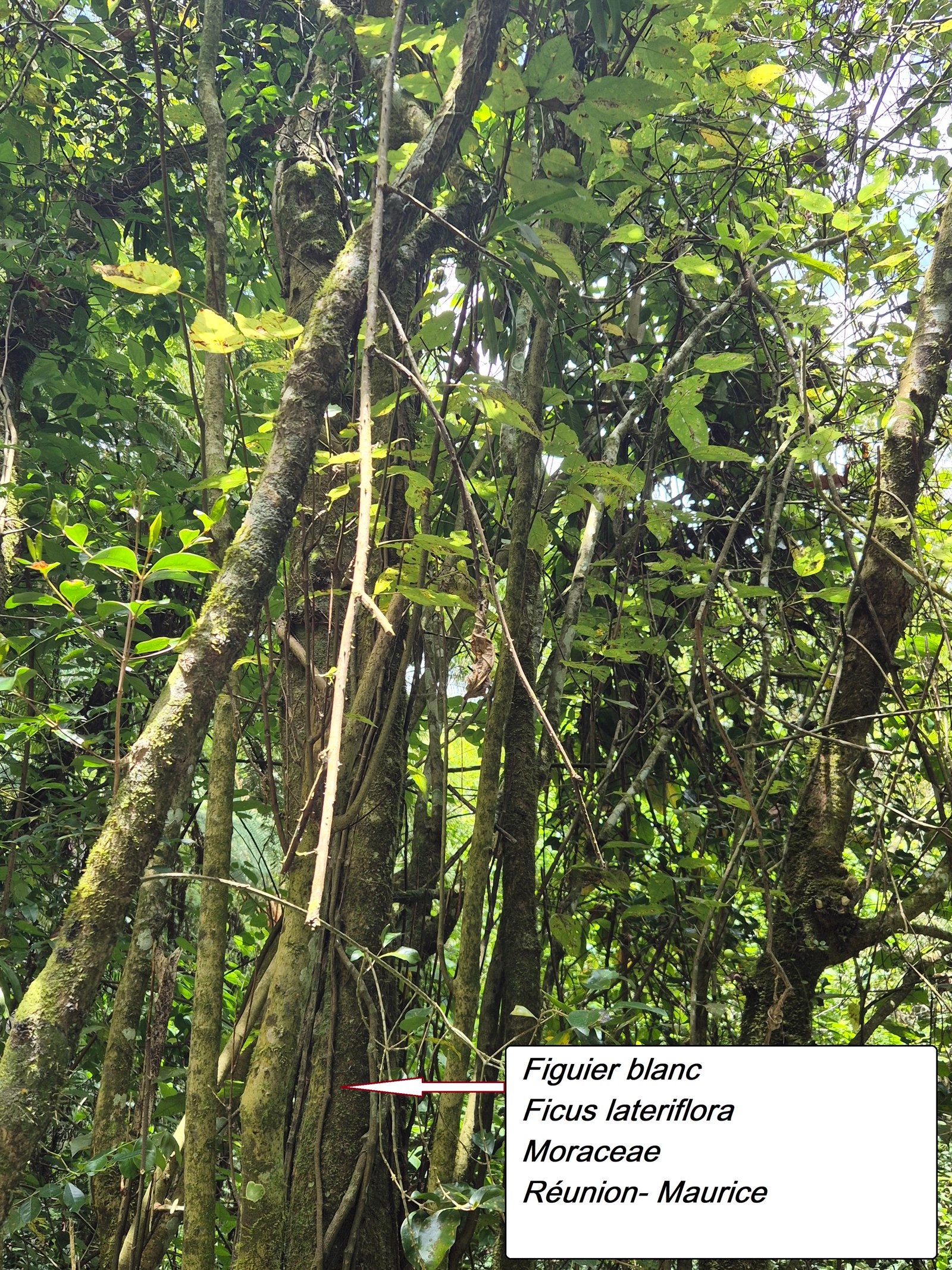 66- Figuier blanc (1).jpg
