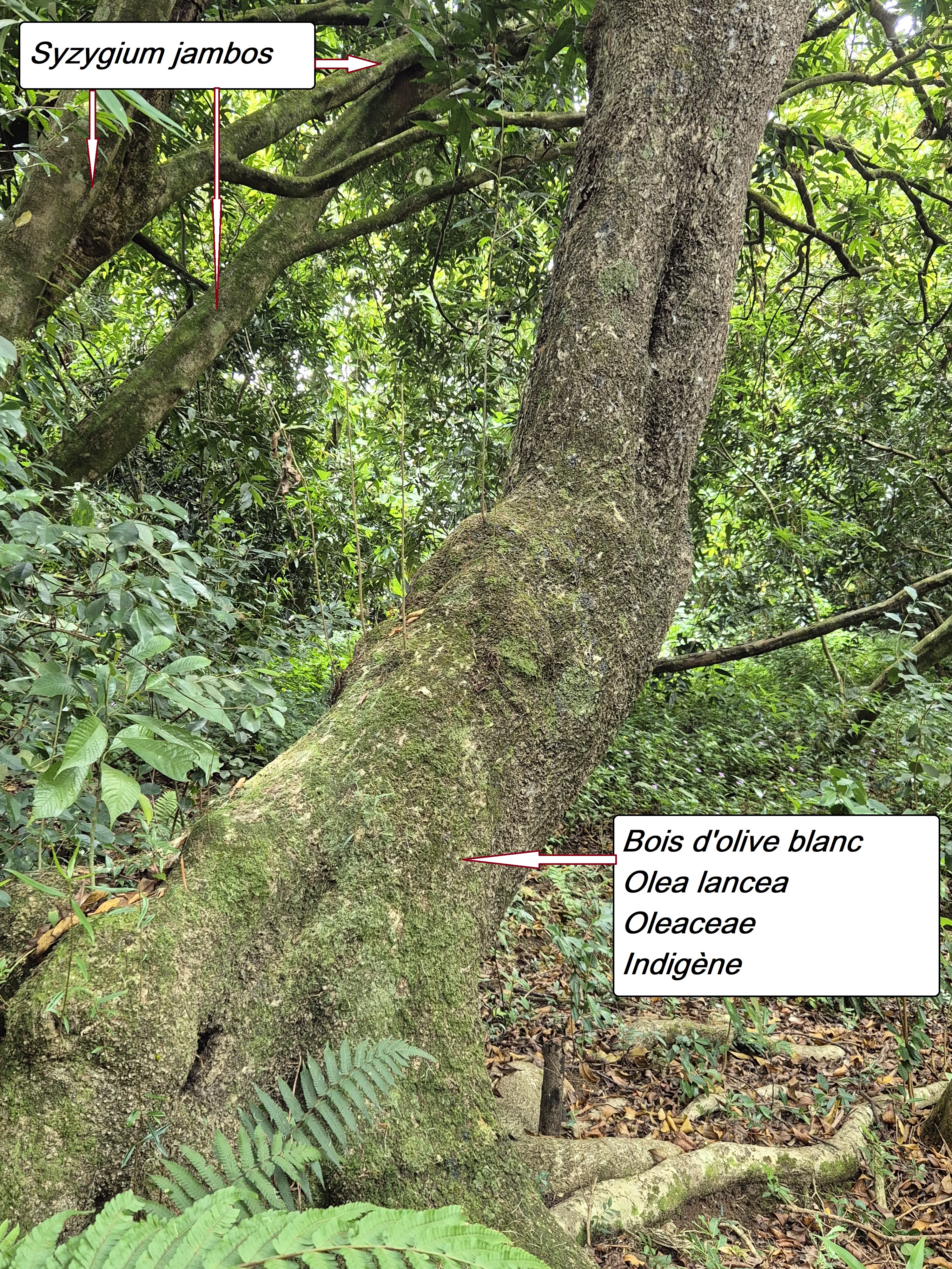 72- Bois d'olive blanc (2).jpg