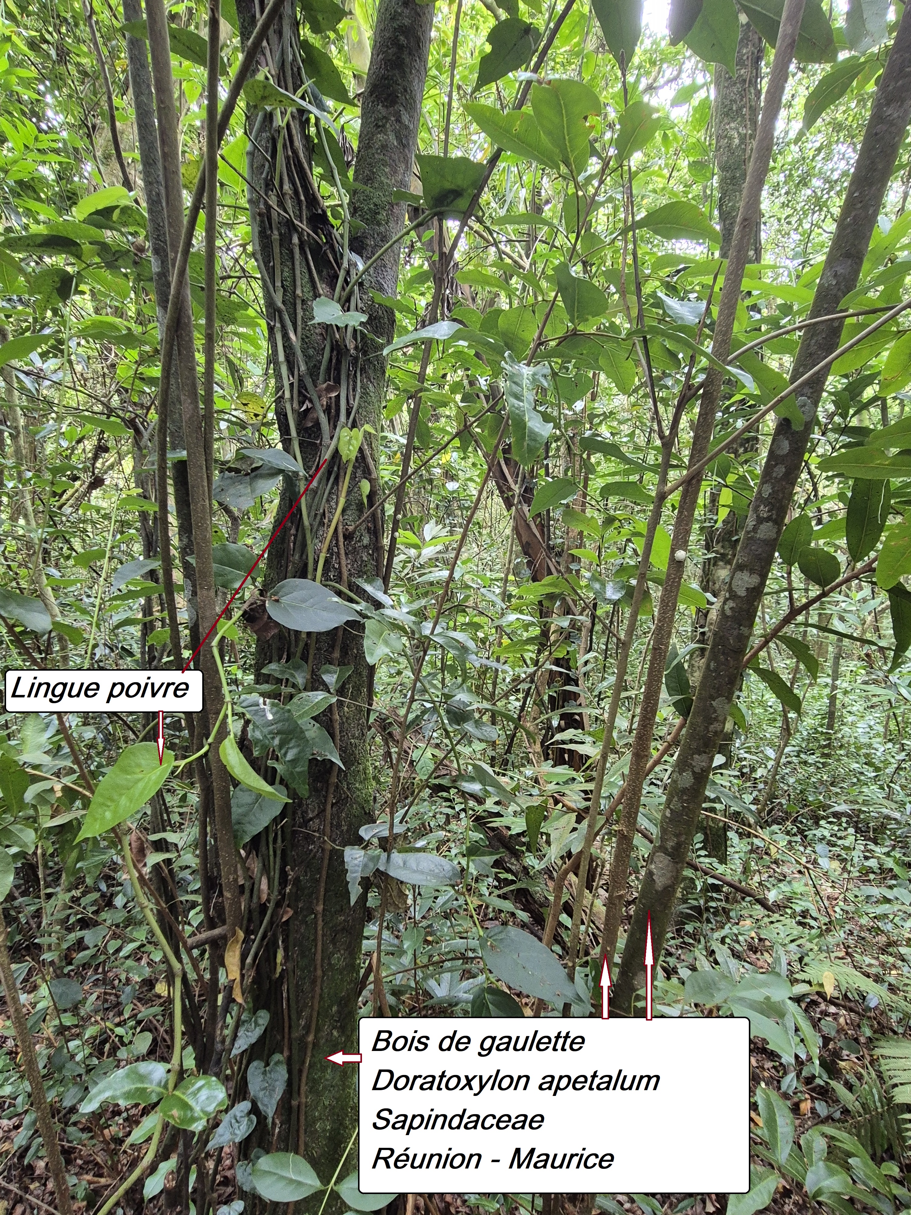 75- Bois de gaulette.jpg