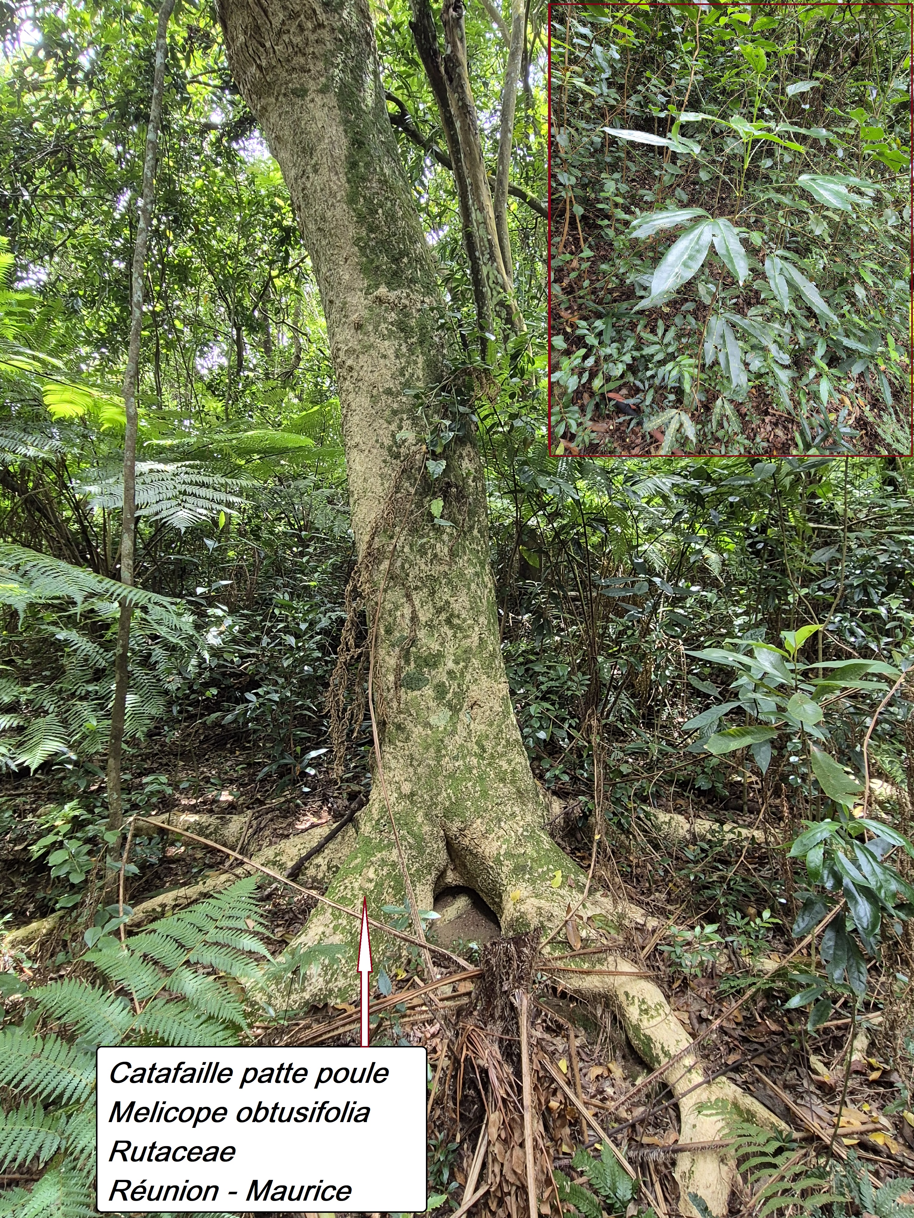 78- Grand catafaille.jpg