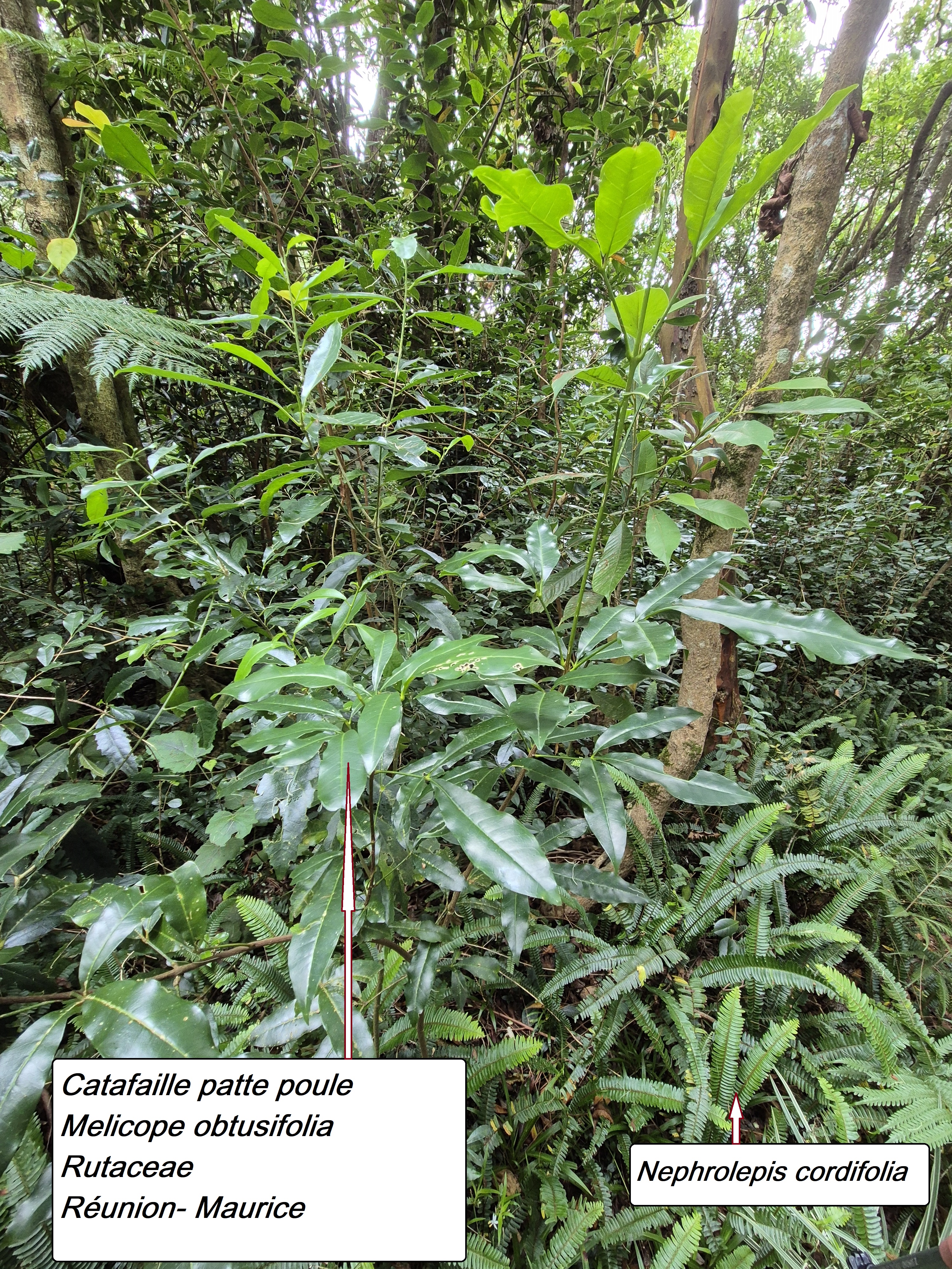 8- Catafaille patte poule.jpg