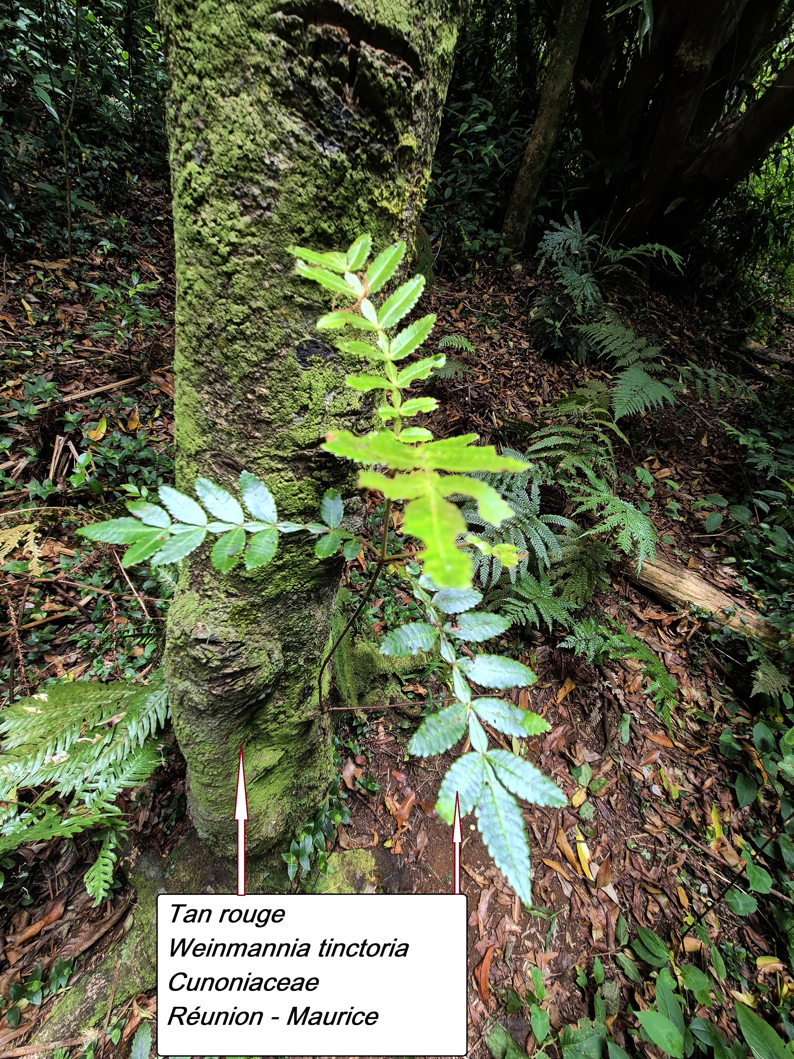 81- Tan rouge (1).jpg