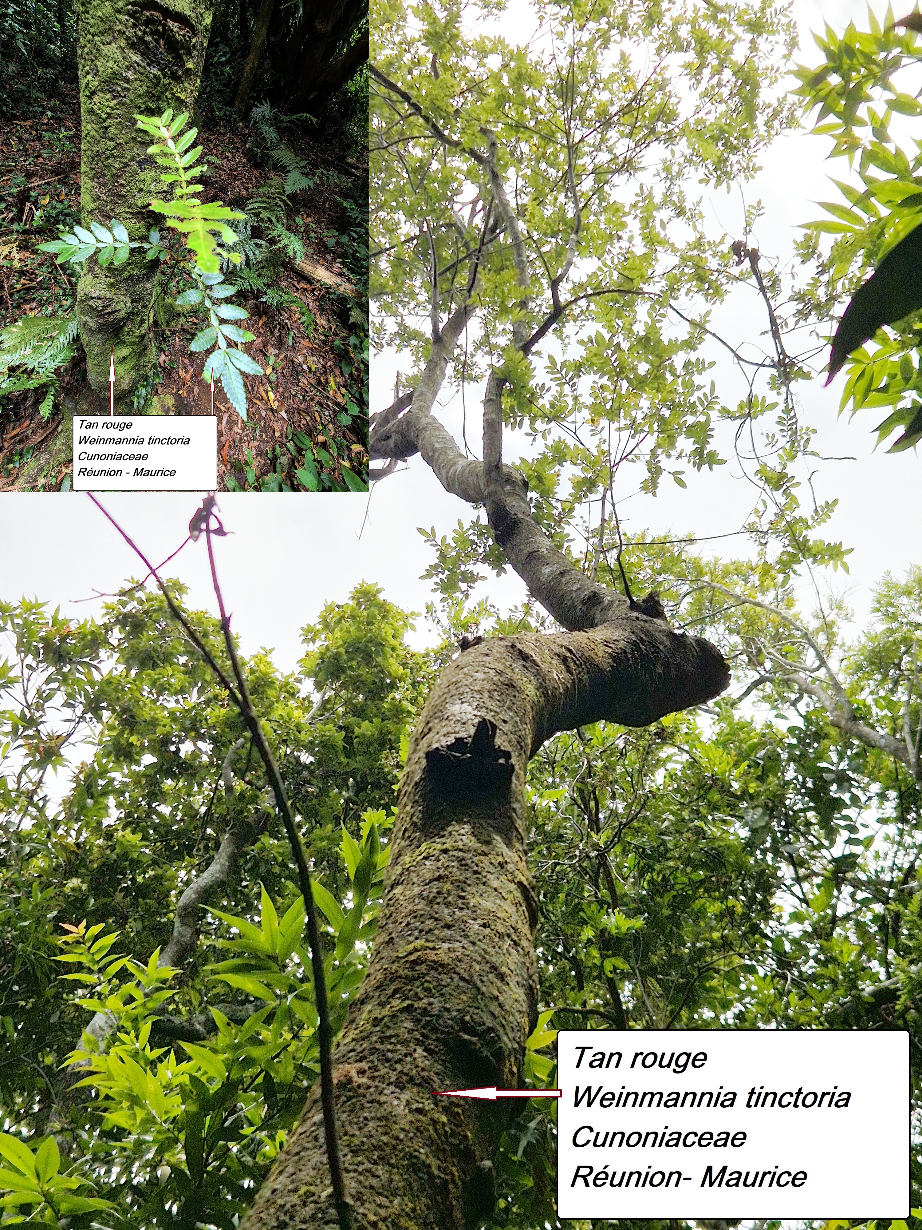 81- Tan rouge (2).jpg