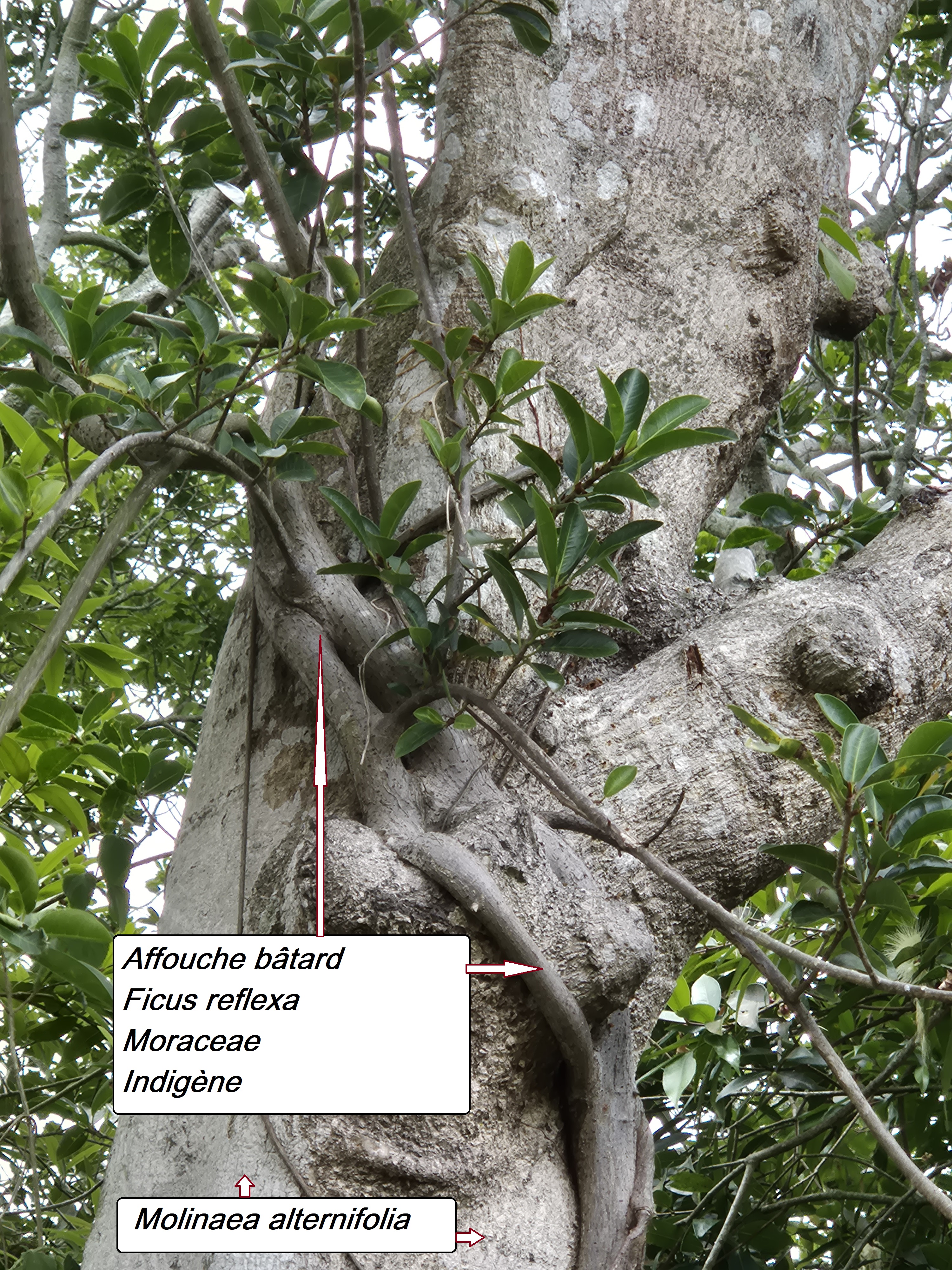82- Ficus reflexa (2).jpg