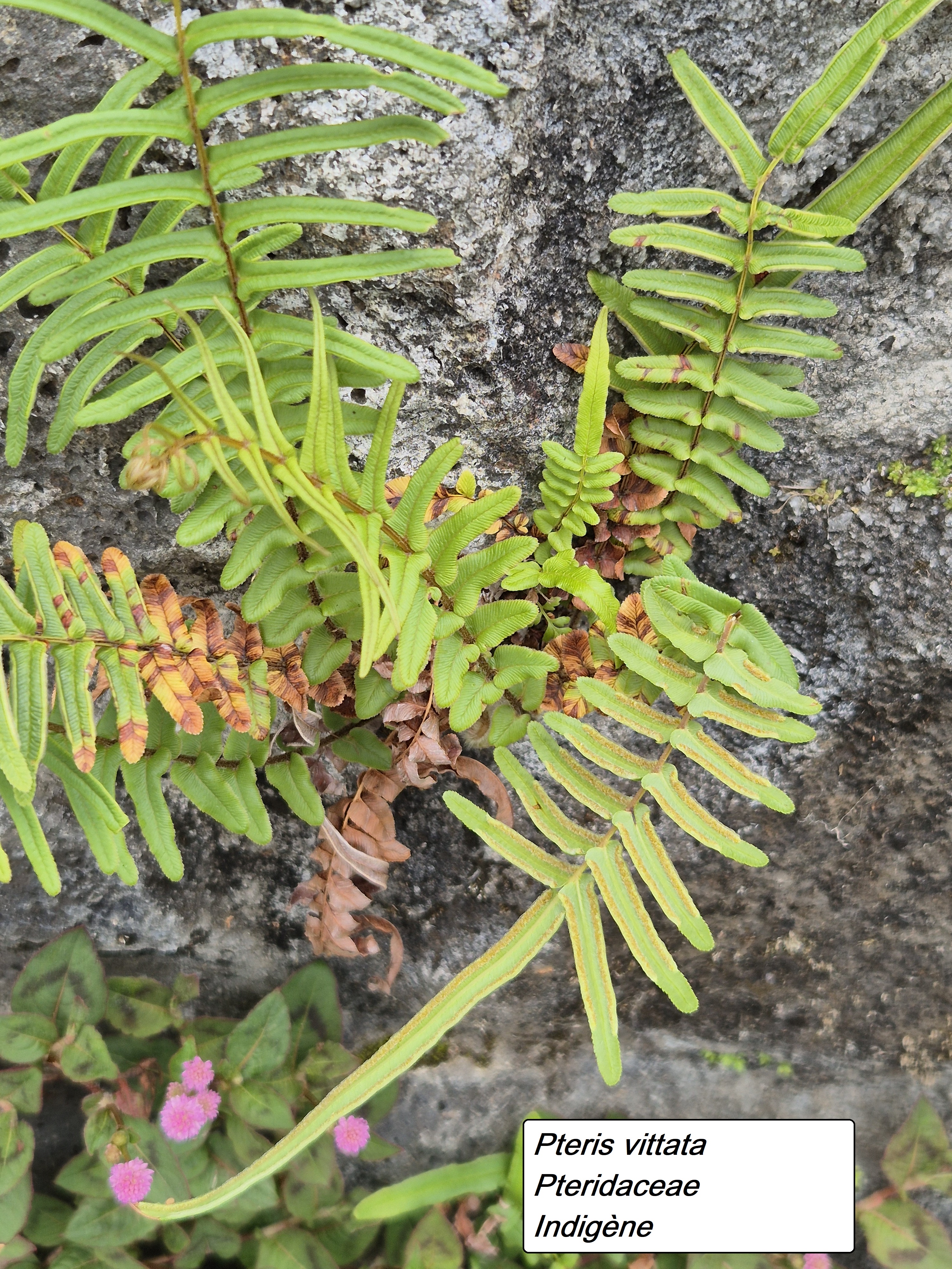 83- Fougère (3).jpg