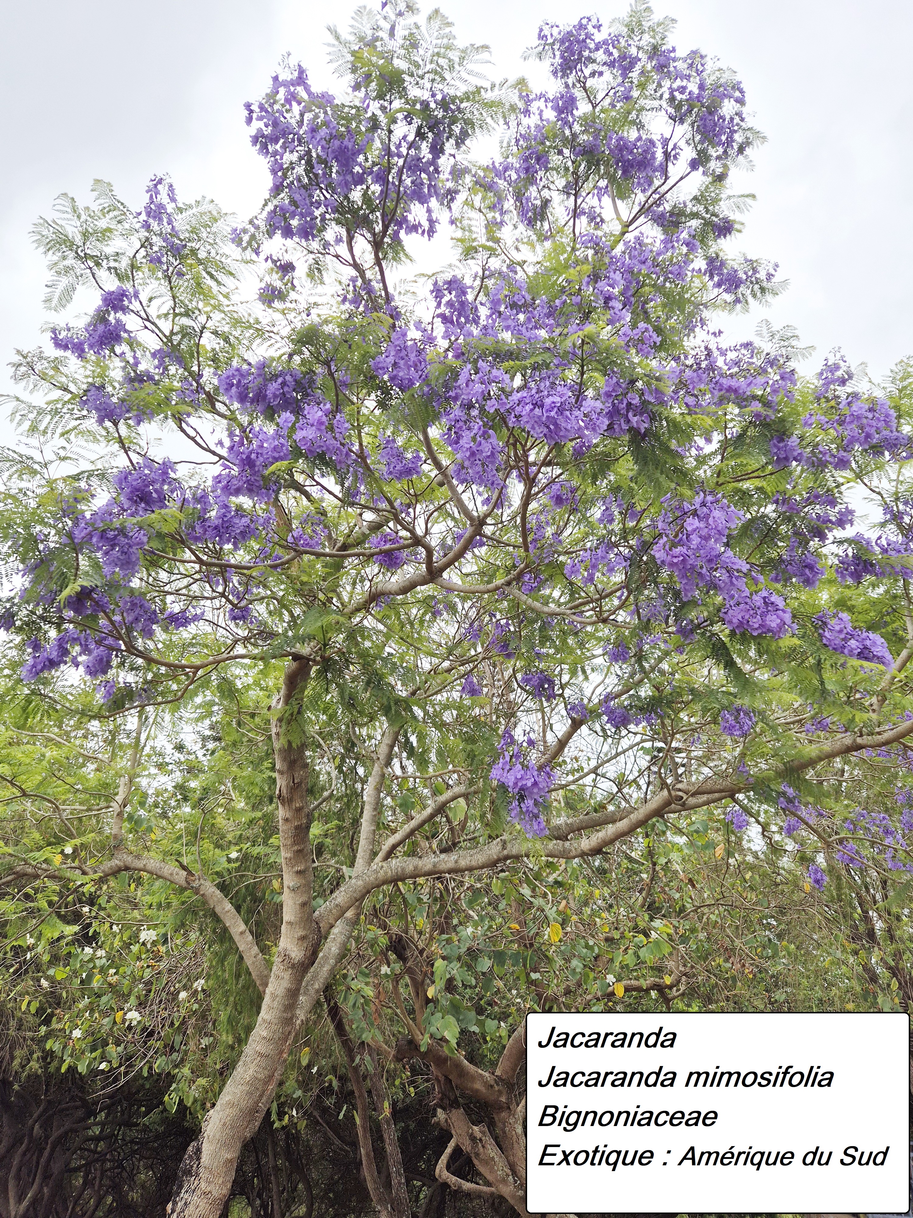 85- Jacaranda (1).jpg