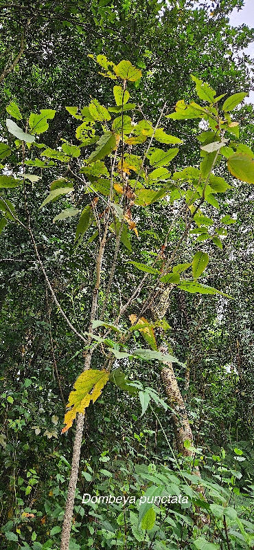 1 Dombeya punctata Mahot Malvaceae ENDEMIQUE LA REUNION .jpeg