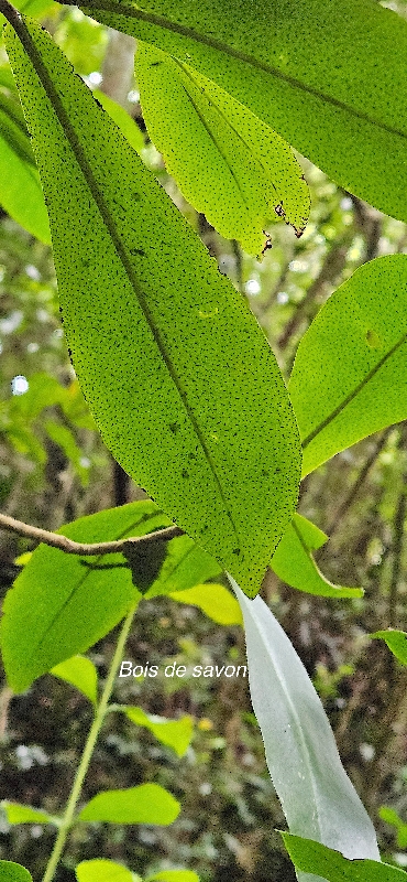 10 Badula grammisticta Bois de savon Primulaceae ENDEMIQUE LA REUNION .jpeg