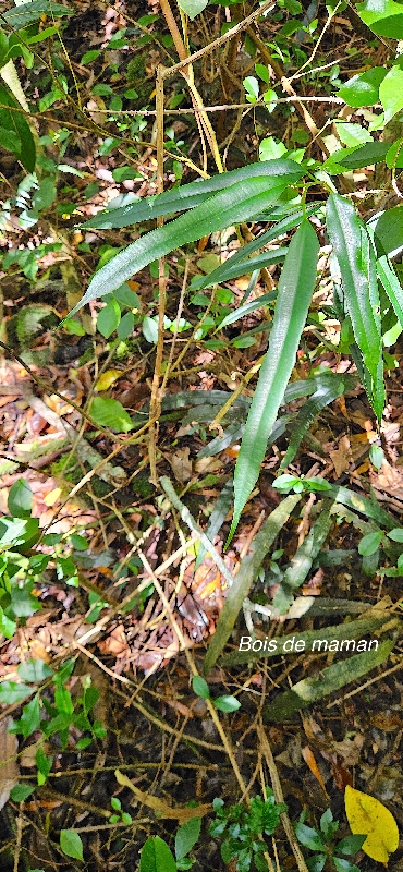 11 Maillardia borbonica Bois de maman Moraceae ENDEMIQUE LA REUNION .jpeg