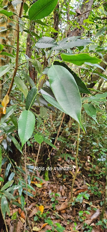 12 Maillardia borbonica Bois de maman Moraceae ENDEMIQUE LA REUNION .jpeg
